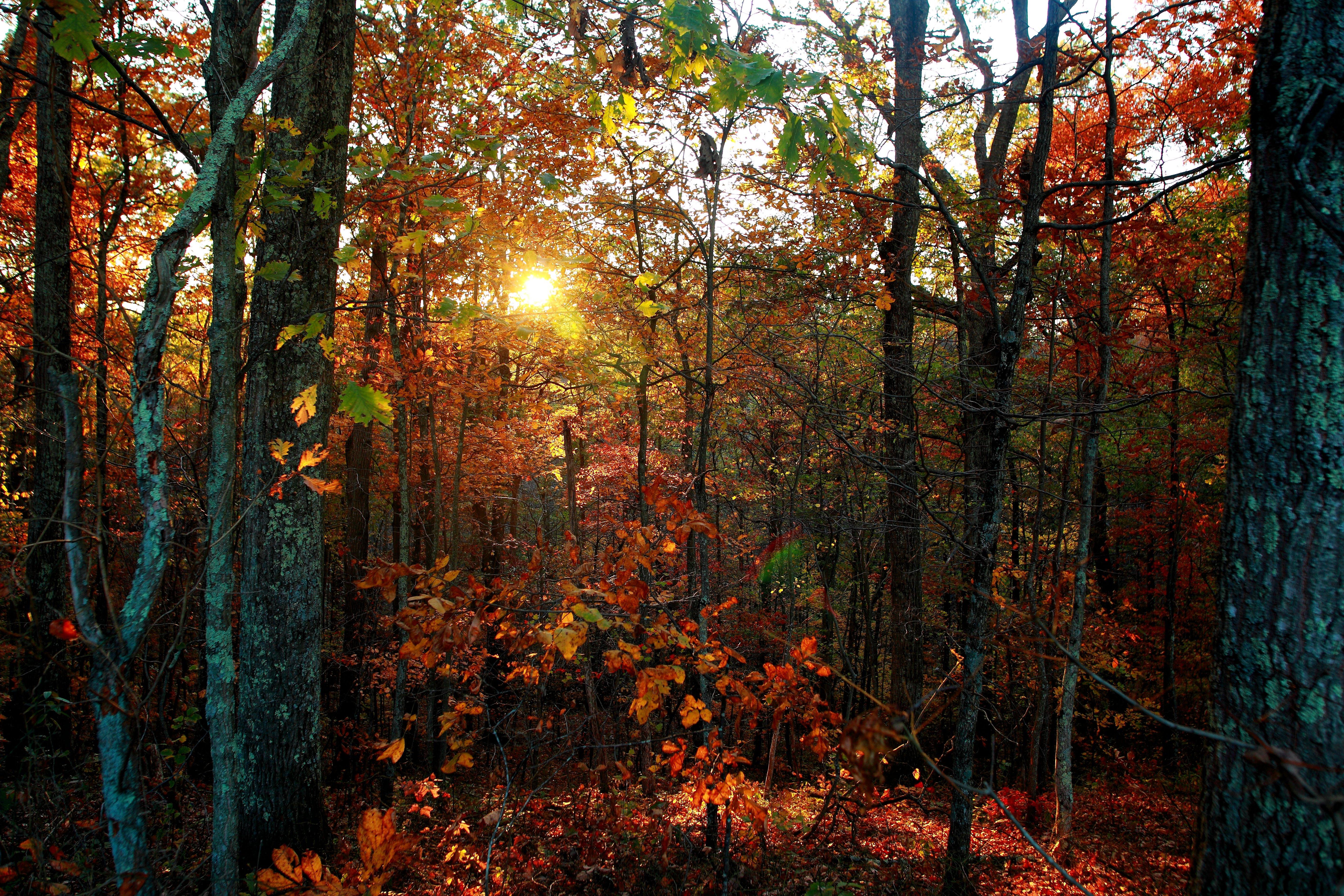 5616x3744 Autumn Trees Leaves Foliage Sunset Setting In Autumn