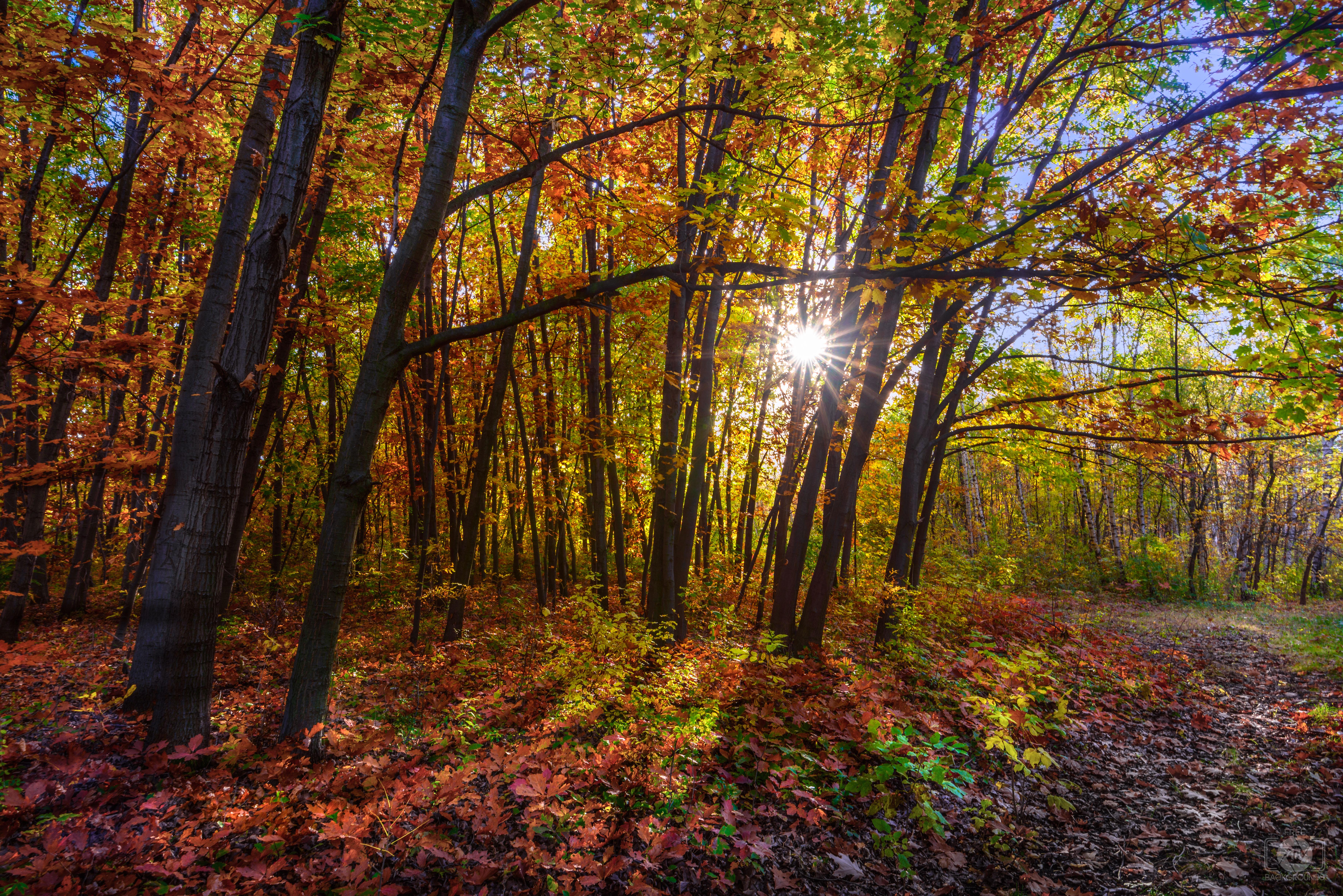 7360x4912 Sun Thorugh Autumn Trees Background Quality Free Background