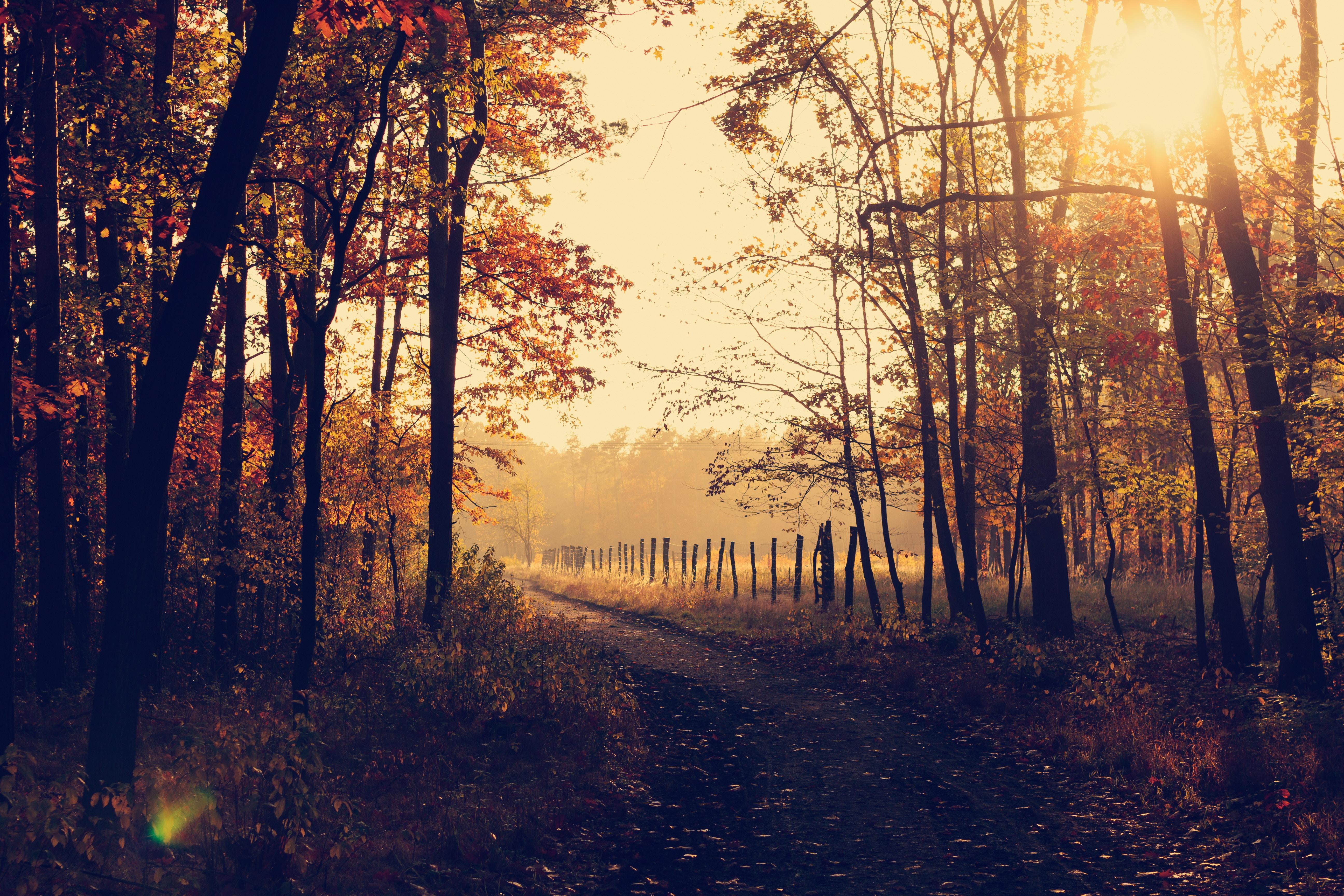 5184x3456 5184x3456 #forest path, #autumnal, #sun, #wallpaper, #autumnal colours, #forest light, #tree, #countryside, #fall wallpaper, #fog, #sunset, #forest tree, #fall background, #seasonal, #forest, #Free image, #rural, #autumn, #forest floor