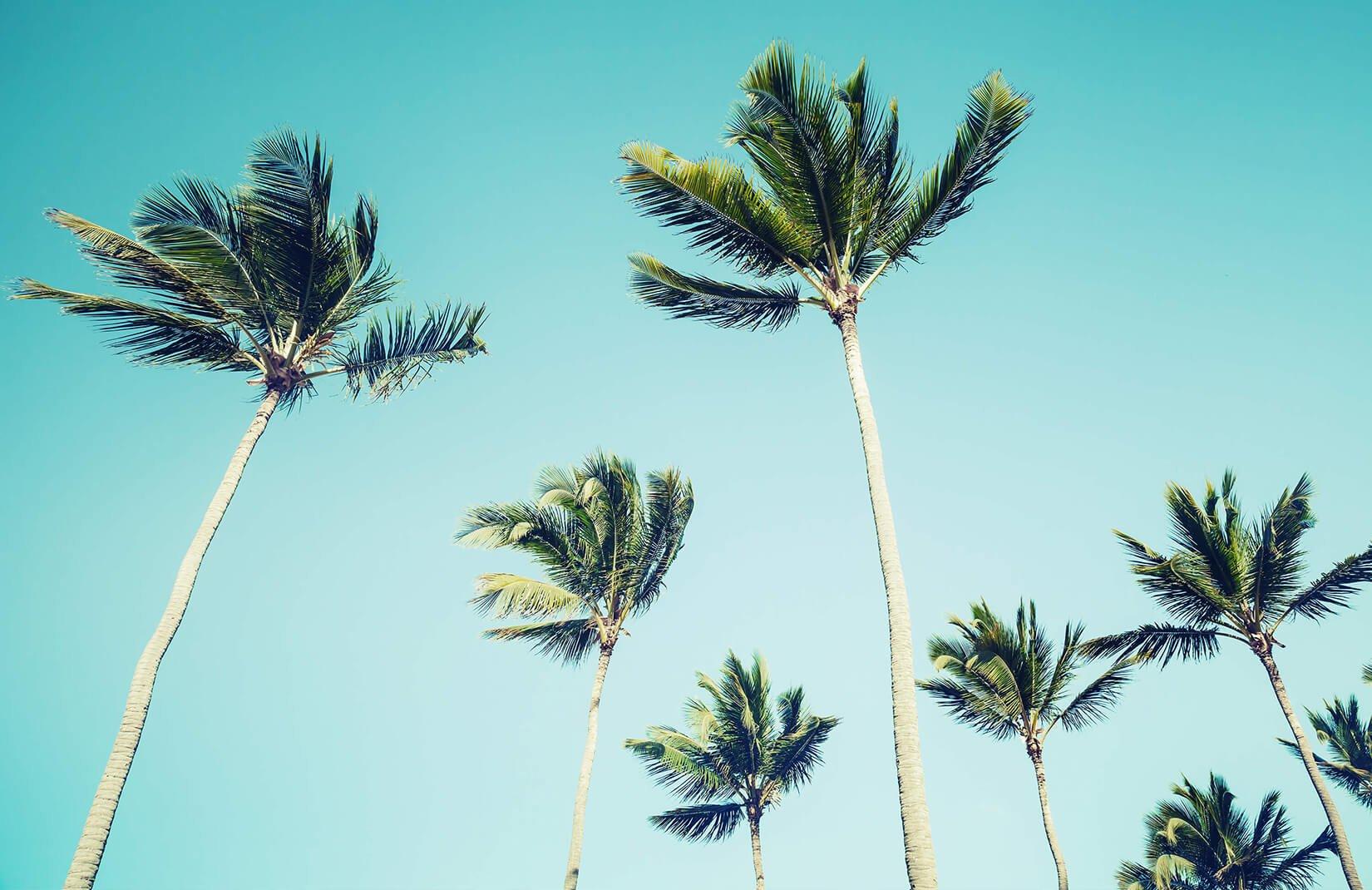 1650x1070 California Palm Trees Wallpaper Mural
