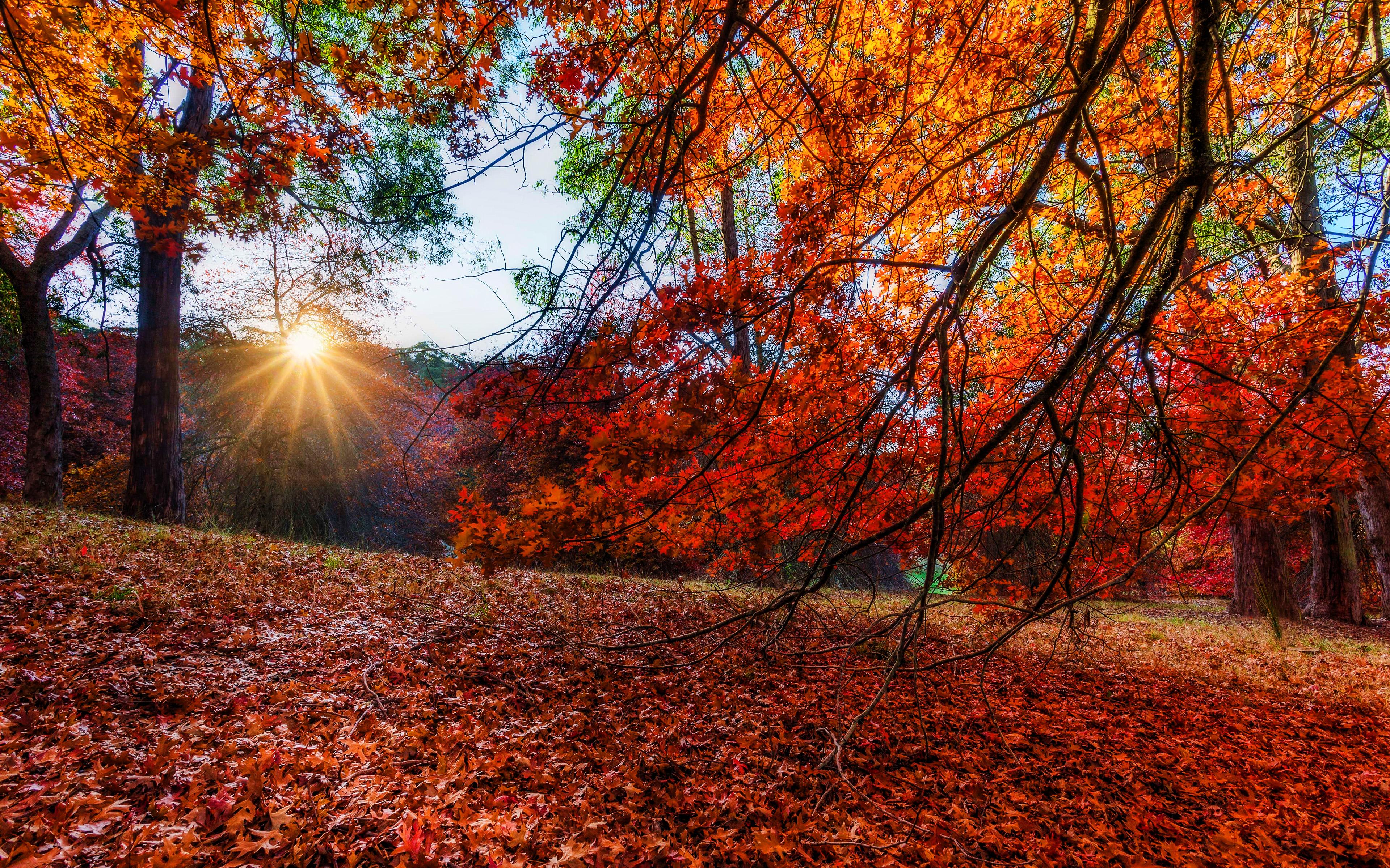 3840x2400 Download wallpaper Autumn, 4k, forest, yellow trees, sun rays, beautiful nature for desktop with resolution 3840x2400. High Quality HD picture wallpaper