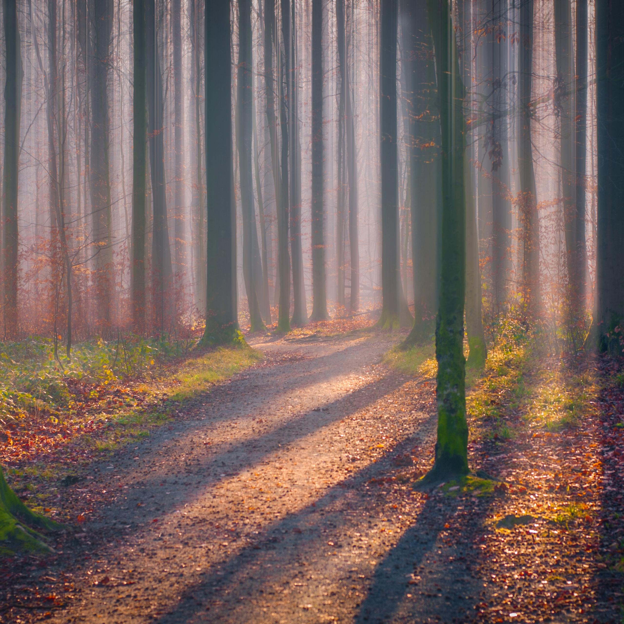 2560x2560 Autumn Forest Wallpaper 4K, Fallen Leaves, Fog, Sun light, Shadow, Trees, Nature
