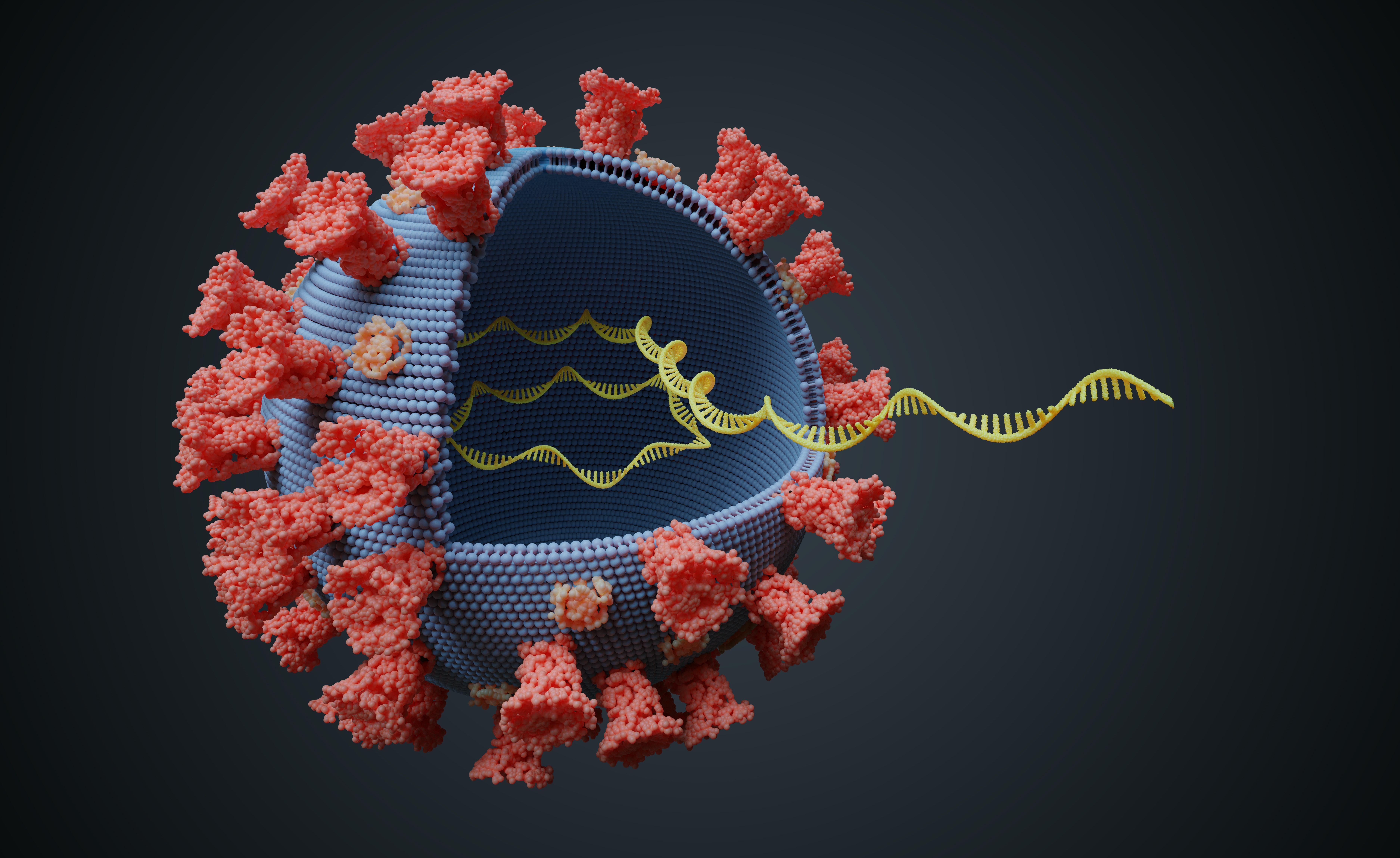 7500x4600 Massive numbers of new COVID–19 infections, not vaccines, are the main driver of new coronavirus variants