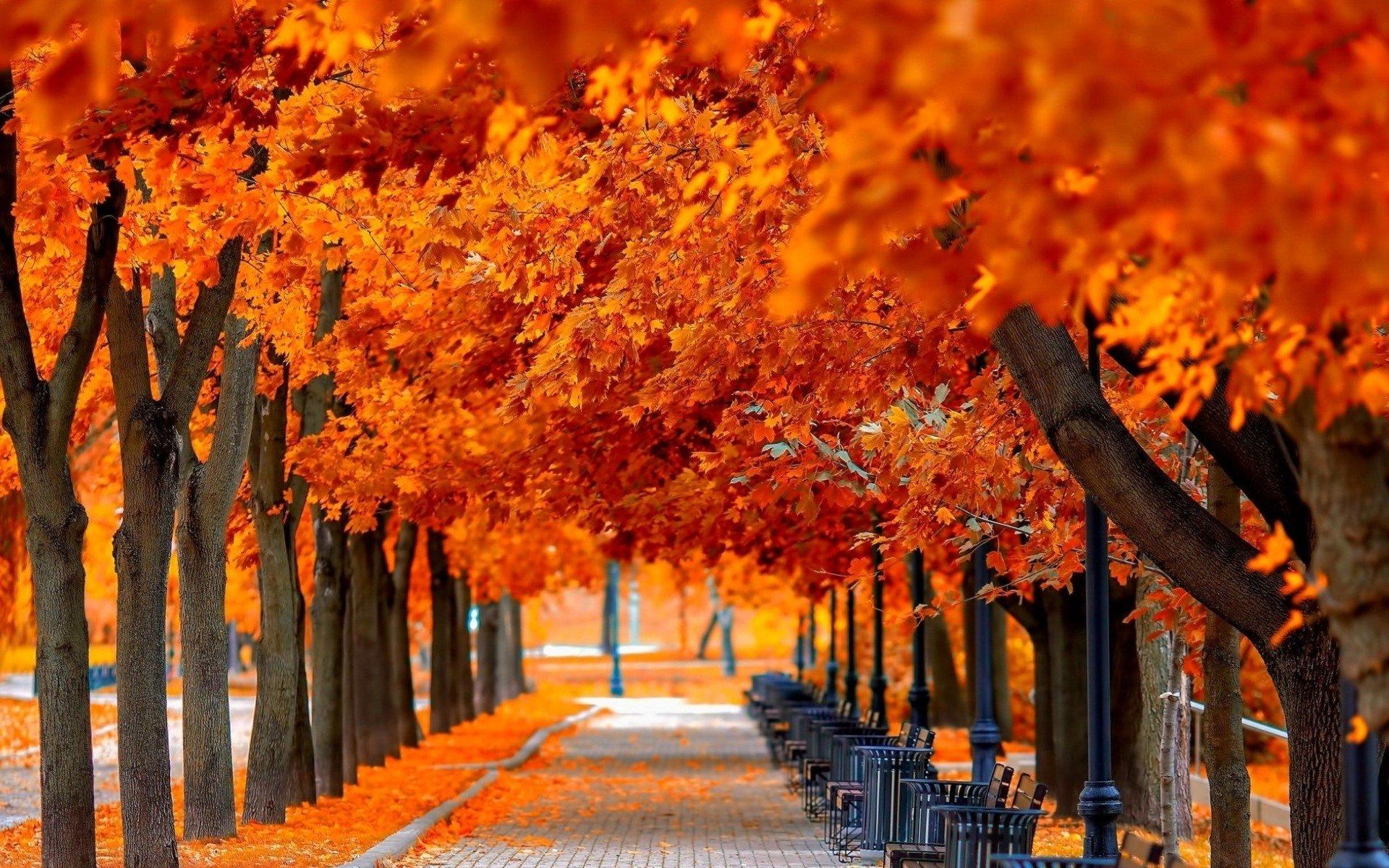 1920x1200 Orange Leaves HD Wallpaper