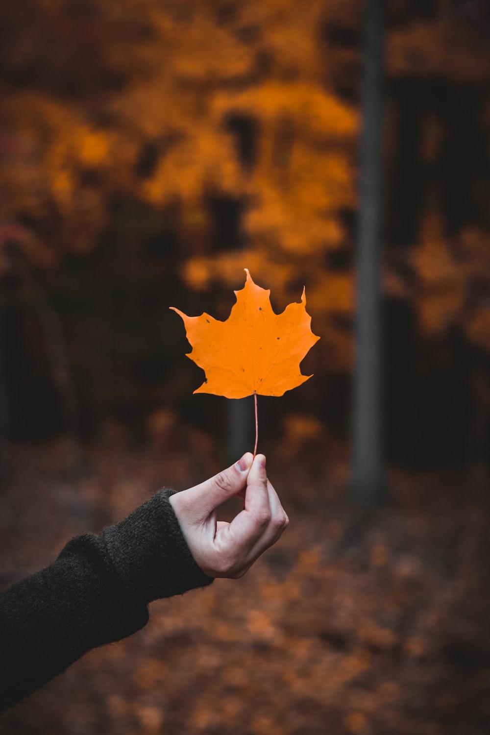 Orange Leaf Wallpapers Top Free Orange Leaf Backgrounds WallpaperAccess