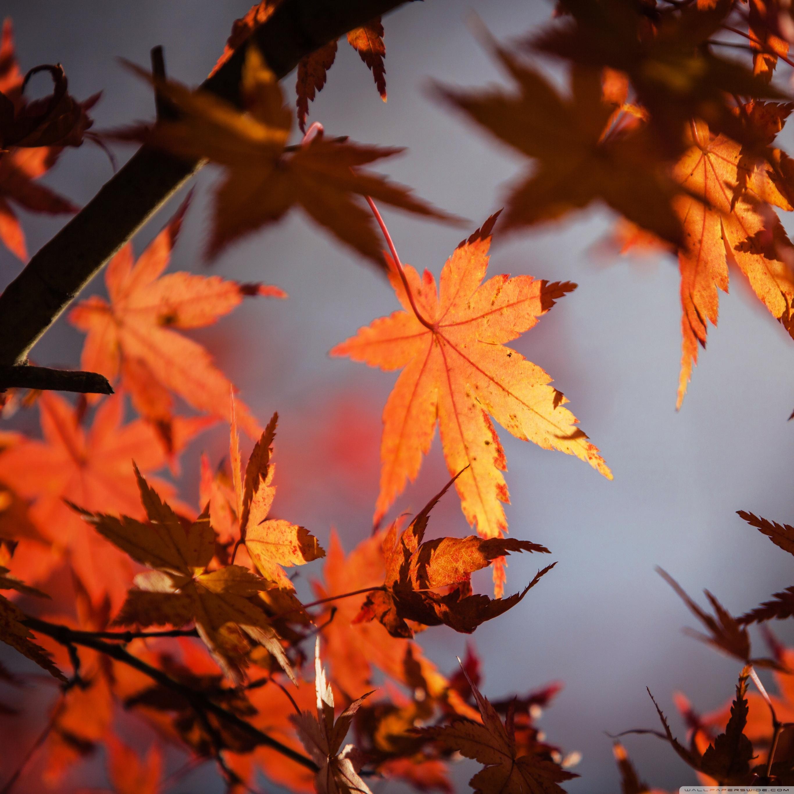 2732x2732 Orange Leaves Ultra HD Desktop Background Wallpaper for 4K UHD TV : Widescreen & UltraWide Desktop & Laptop : Multi Display, Dual Monitor : Tablet