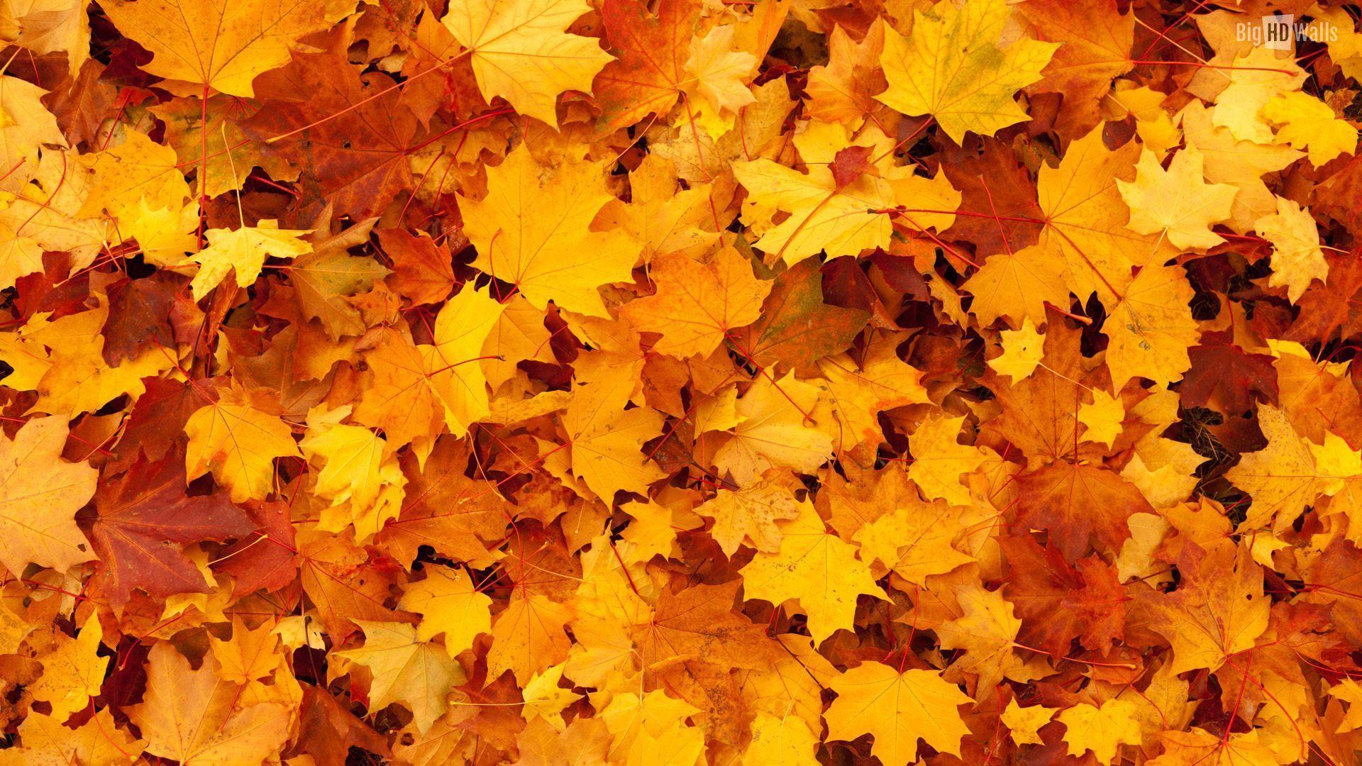 1920x1080 Thanksgiving Leaves Wallpaper