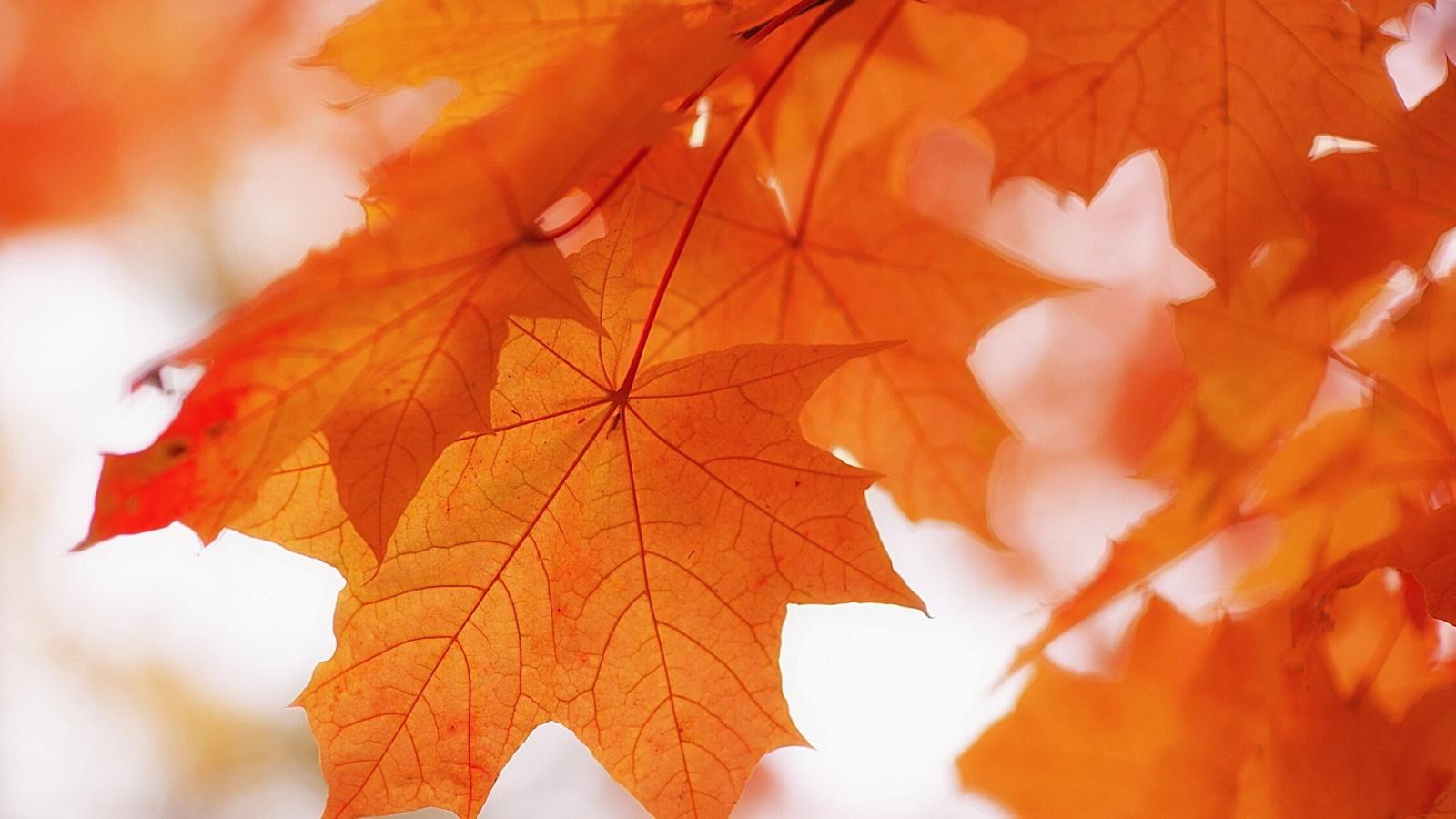 1600x900 Pretty Orange Leaves Wallpaper