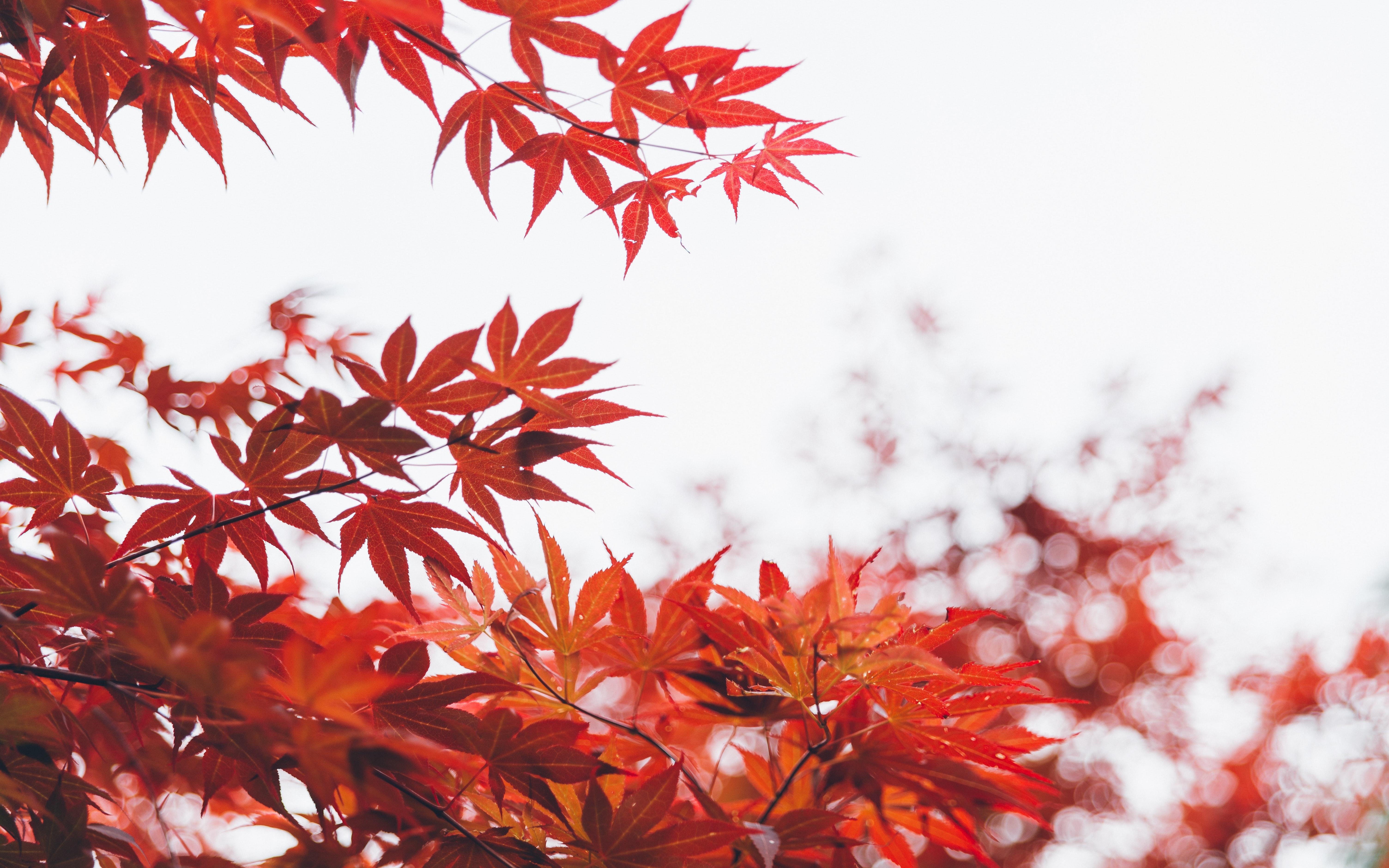 6016x3760 Orange Leaf Tree 5k, HD Nature, 4k Wallpaper, Image, Background, Photo and Picture