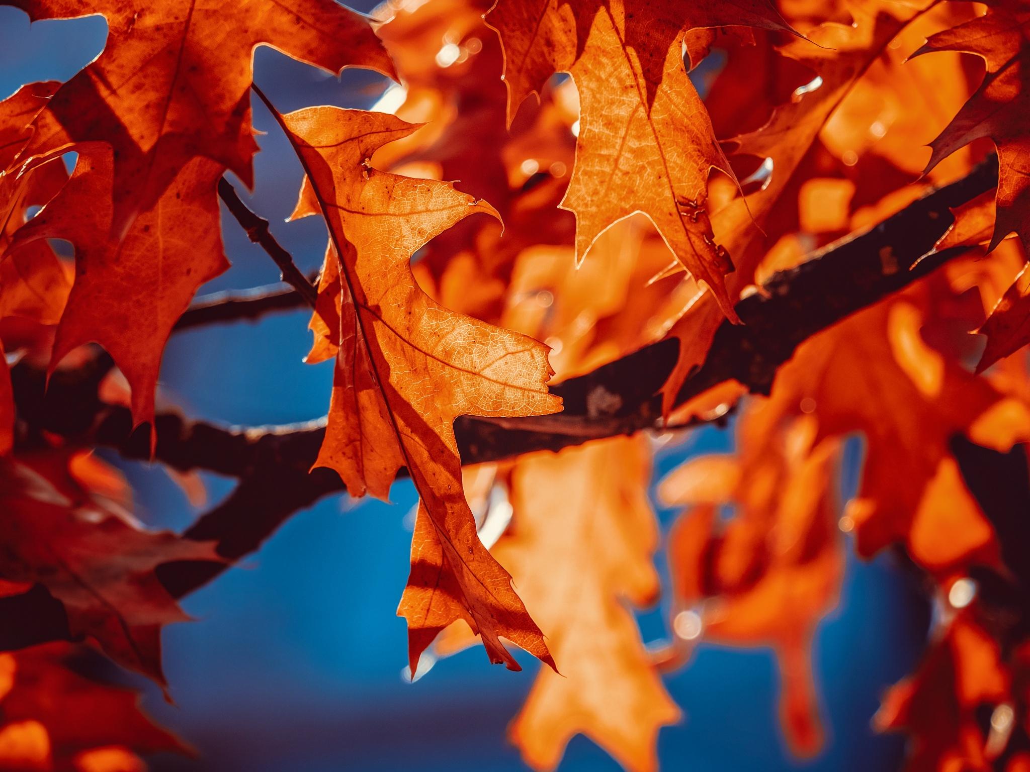 2048x1536 Autumn leaves Wallpaper 4K, Orange Leaf, Sunlight, Closeup, 5K, Nature