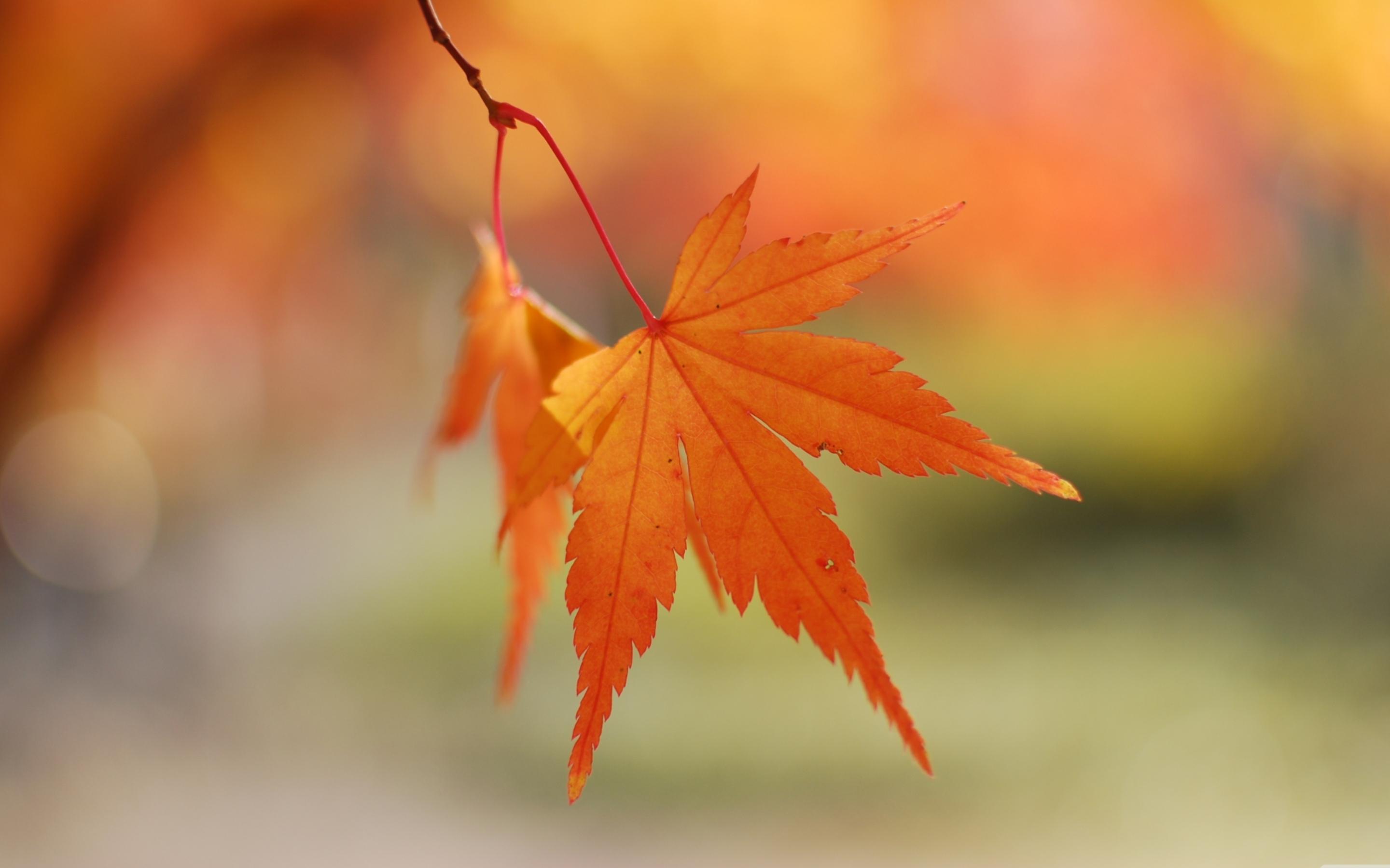 2880x1800 Orange Leaves Bokeh MacBook Air Wallpaper Download