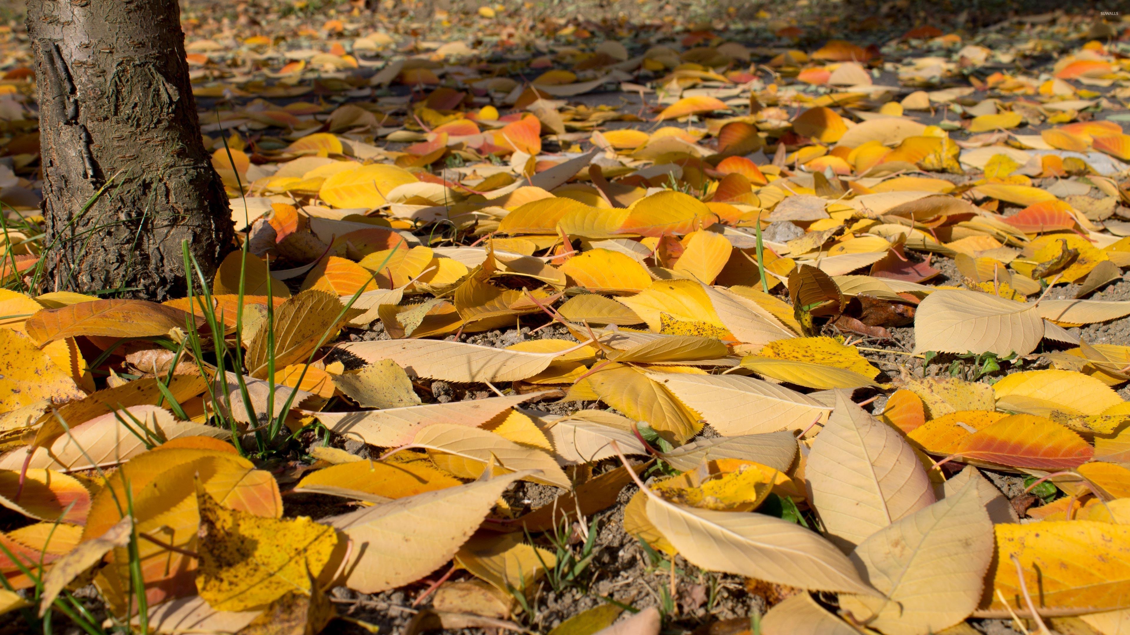 3840x2160 Yellow and orange leaves on the ground wallpaper wallpaper