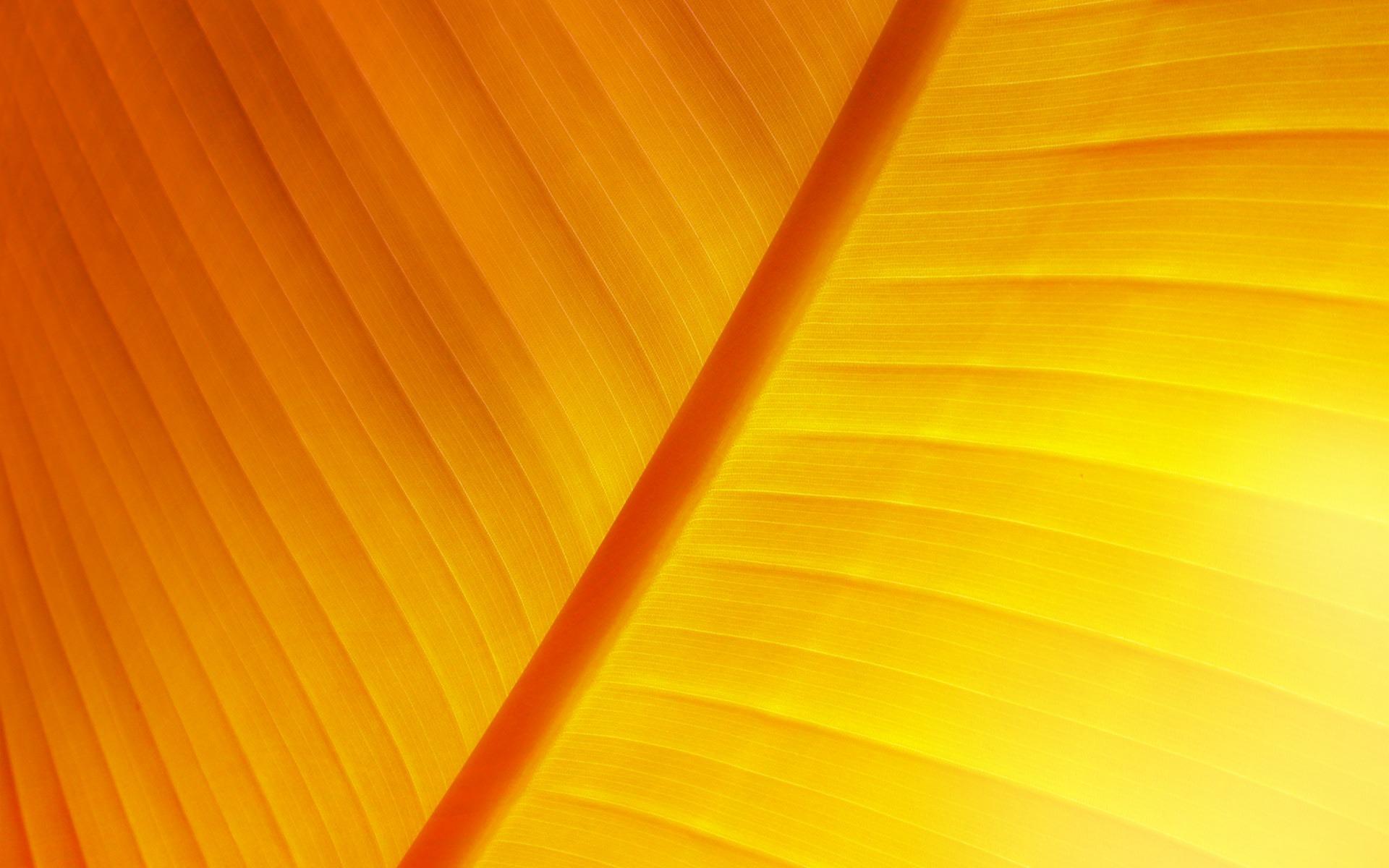 Orange Leaf Wallpapers Top Free Orange Leaf Backgrounds WallpaperAccess
