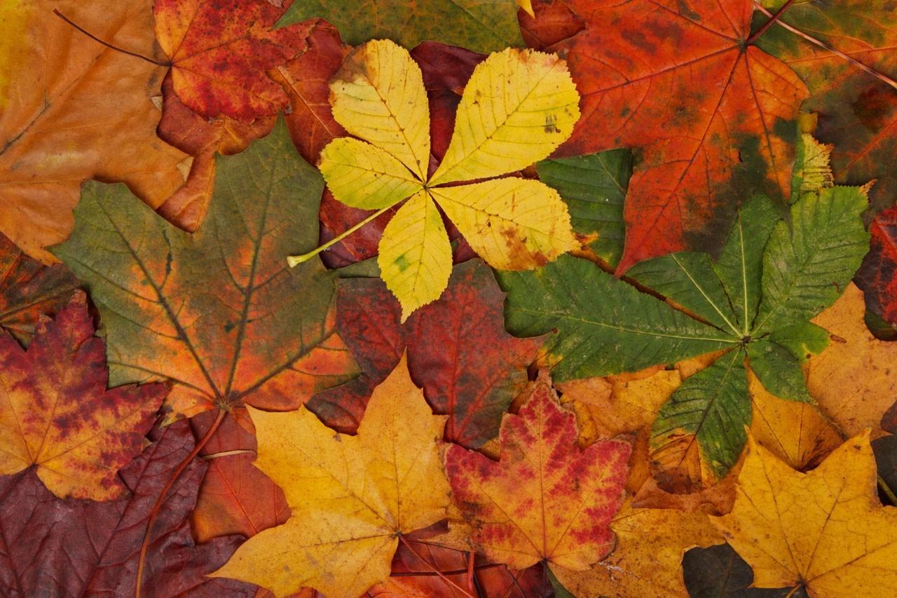 1280x853 Orange And Brown Leaves