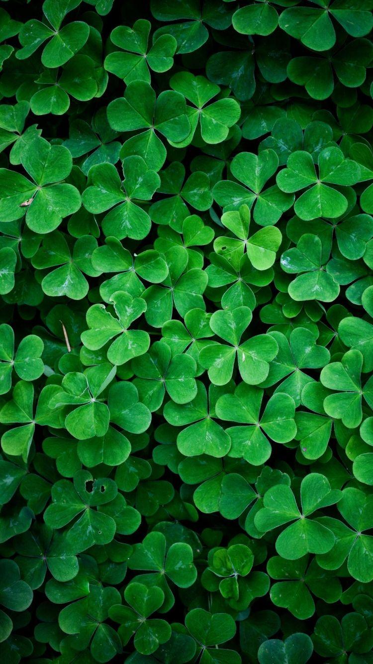 750x1334 Green Wallpaper iPhone