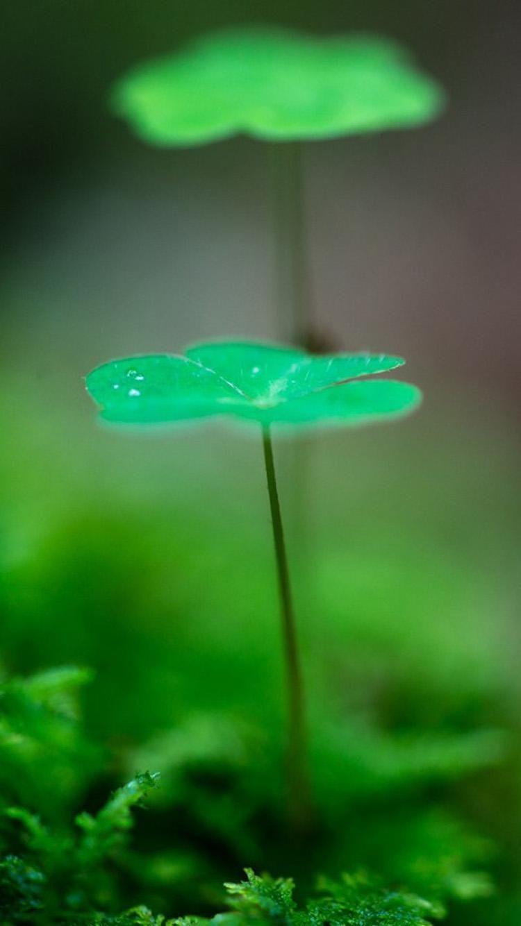 750x1334 Green iPhone Wallpaper