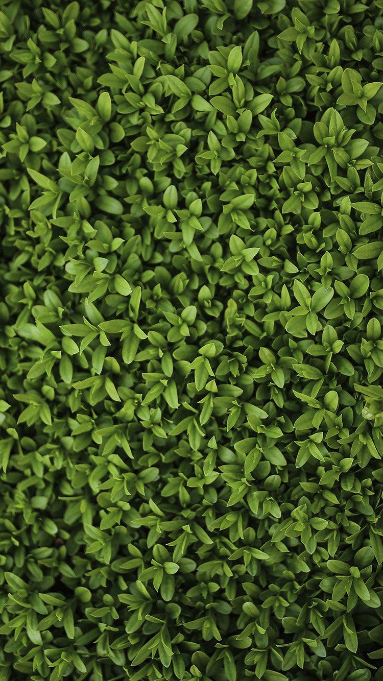 750x1334 iPhone 6s wallpaper