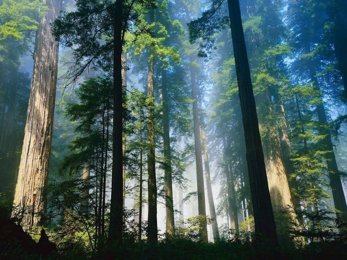 1400x1050 The Santa Cruz Mountains, part of the Pacific Coast Ranges, are a mountain range in central California, United States. Tree forest, Coastal redwood, Tall trees