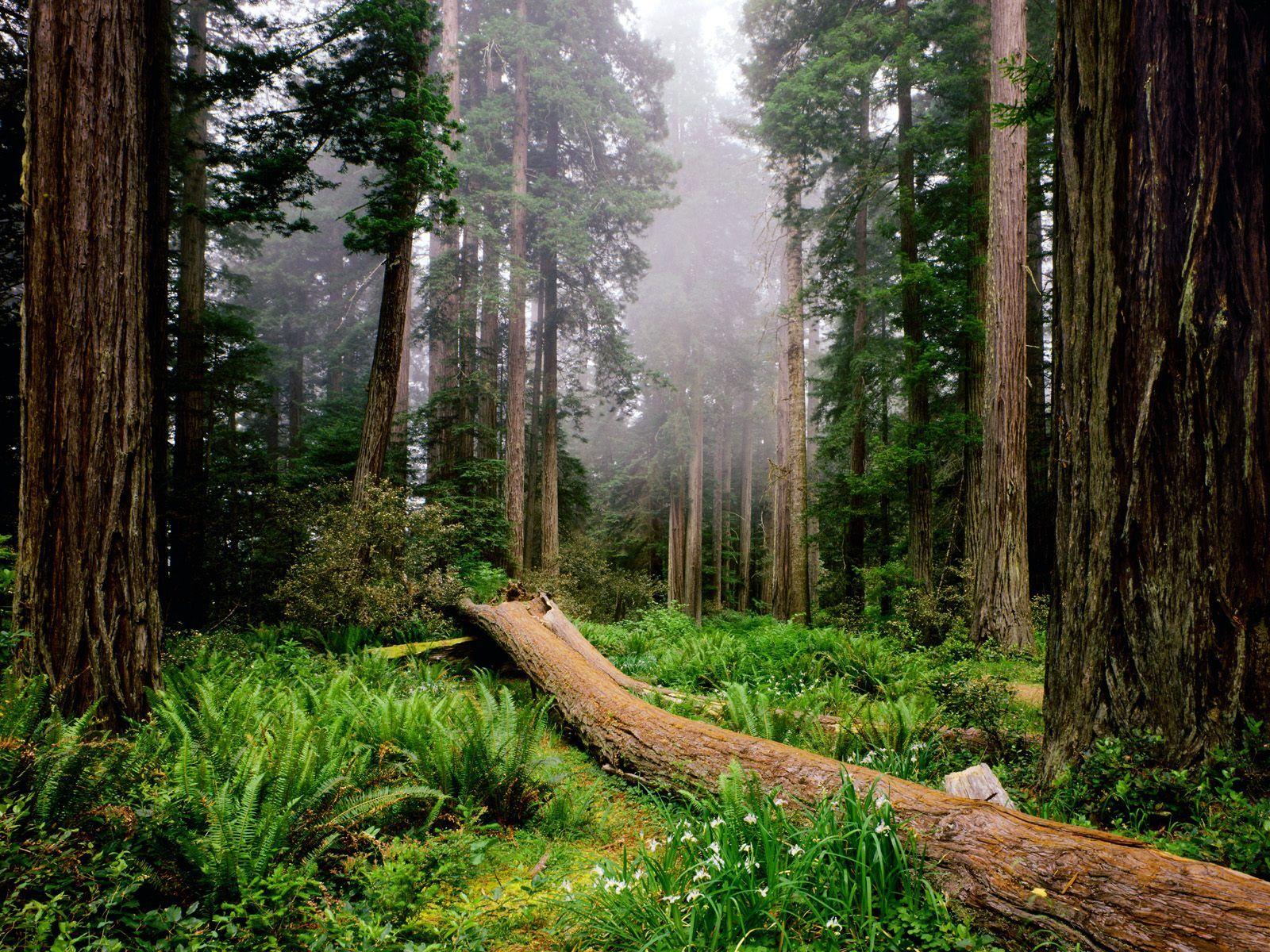 1600x1200 Snap redwood trees Santa Cruz, CA photo