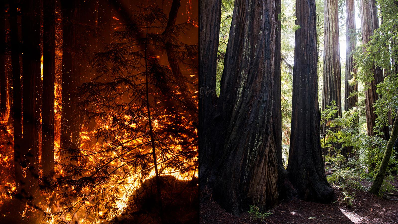 1600x900 Big Basin Redwoods, California's oldest state park, devastated by CZU Lightning Complex; Fate of ancient trees unknown San Francisco