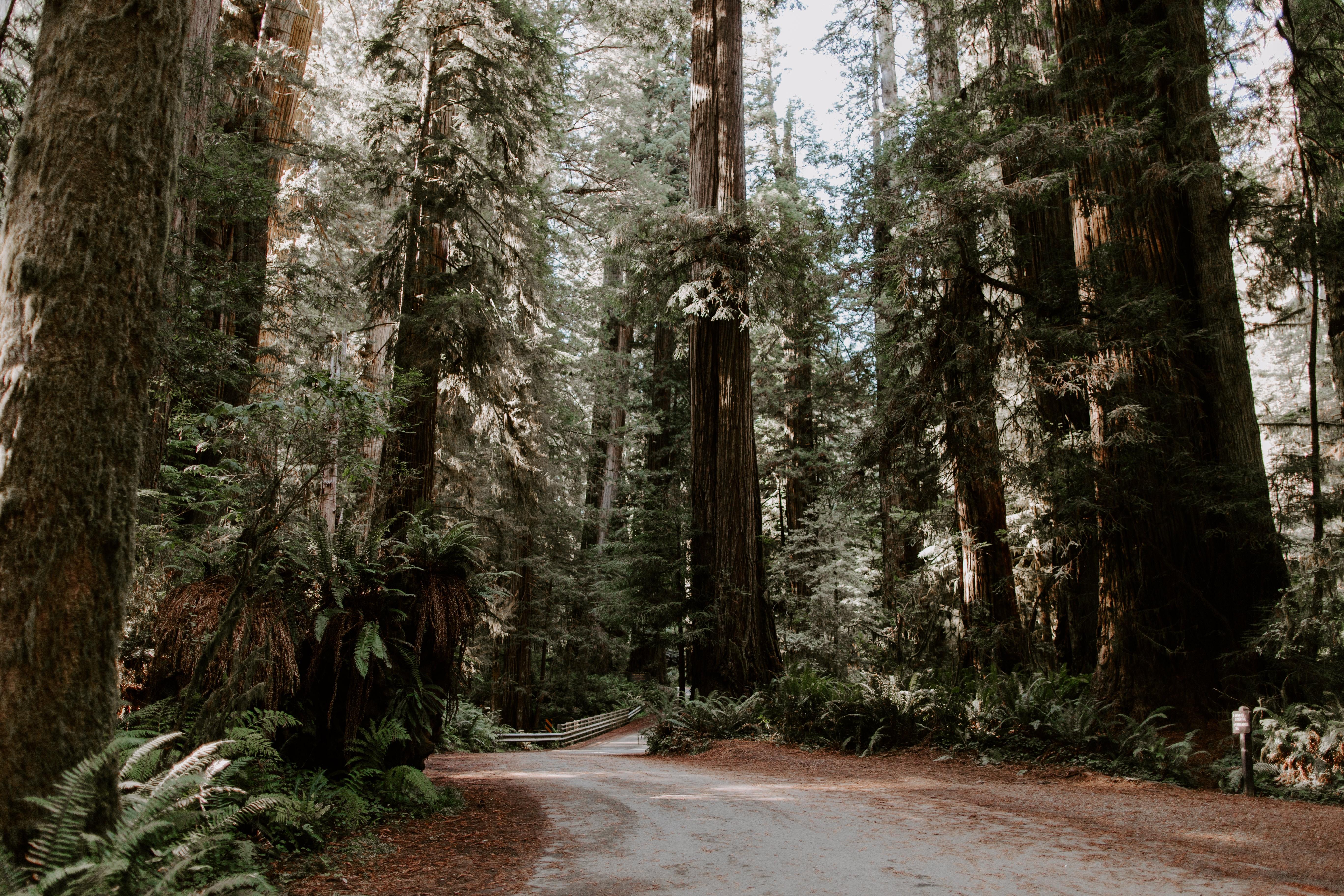 5472x3648 How You Can Help Save the California Redwoods From Wildfires