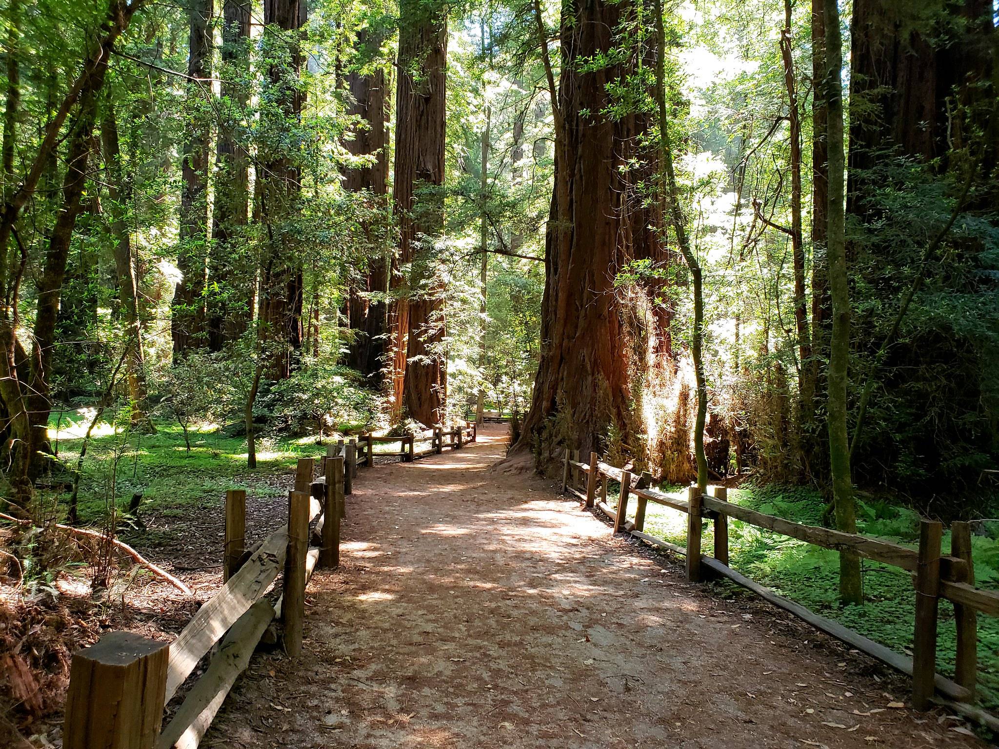 Santa Cruz Redwoods Wallpapers - Top Free Santa Cruz Redwoods ...