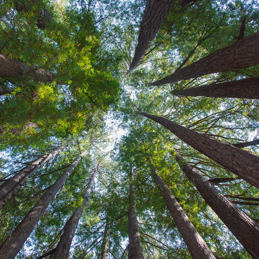 1000x1000 Santa Cruz Redwoods