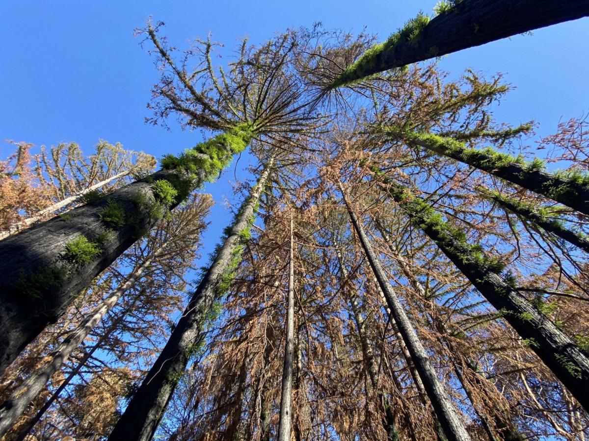 1200x900 Hope For Big Basin: Santa Cruz Scientist Documents The Rebirth Of Our Fire Ravaged Forests. By Sarah Klearman. THE SIX FIFTY