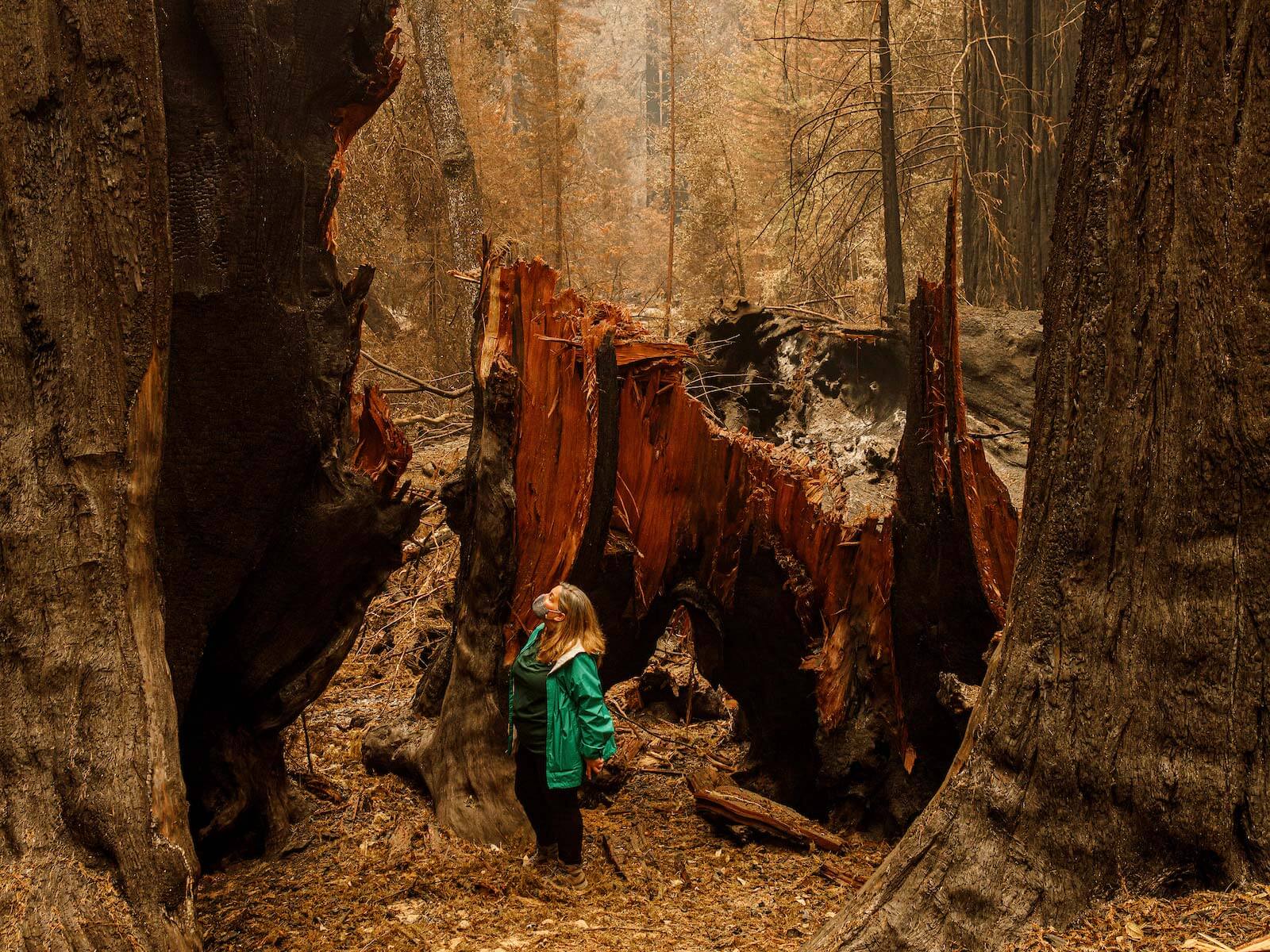 1600x1200 What Recovery Means for Big Basin and Santa Cruz Redwoods