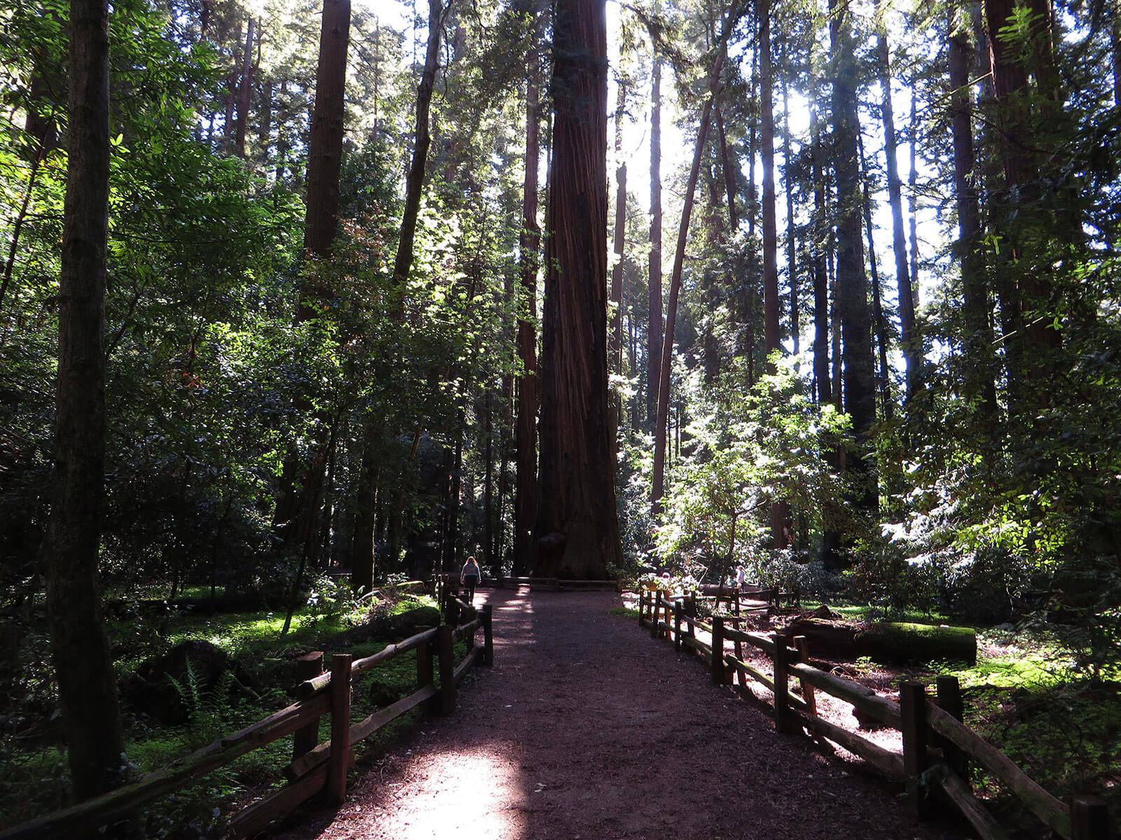 1600x1200 Henry Cowell Redwoods State Park