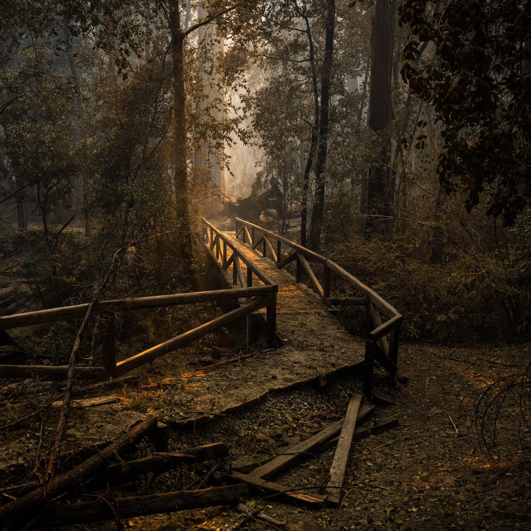 1800x1800 Memories of Big Basin Redwoods State Park