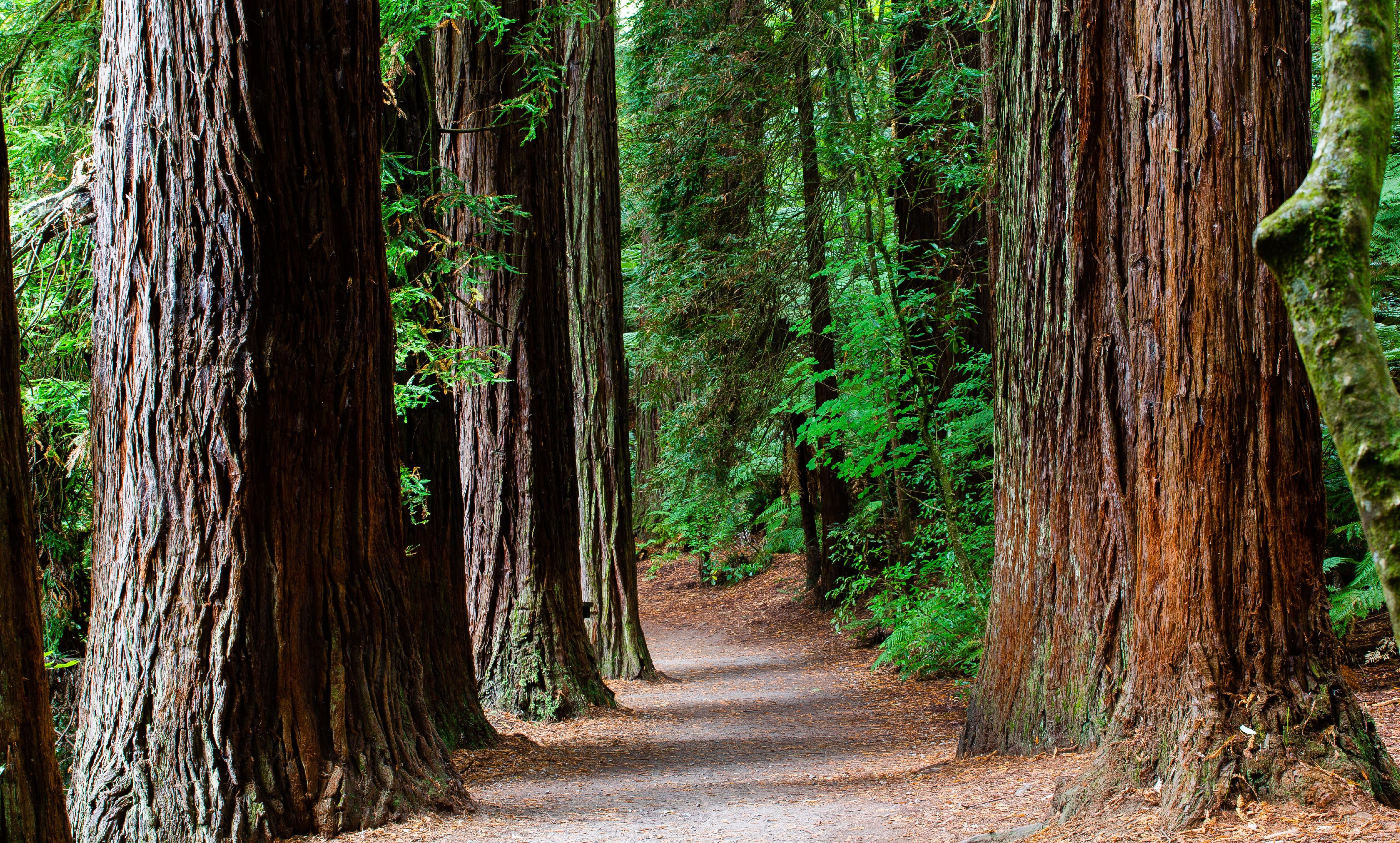 4763x2868 Suitable redwood habitats are changing with the climate •