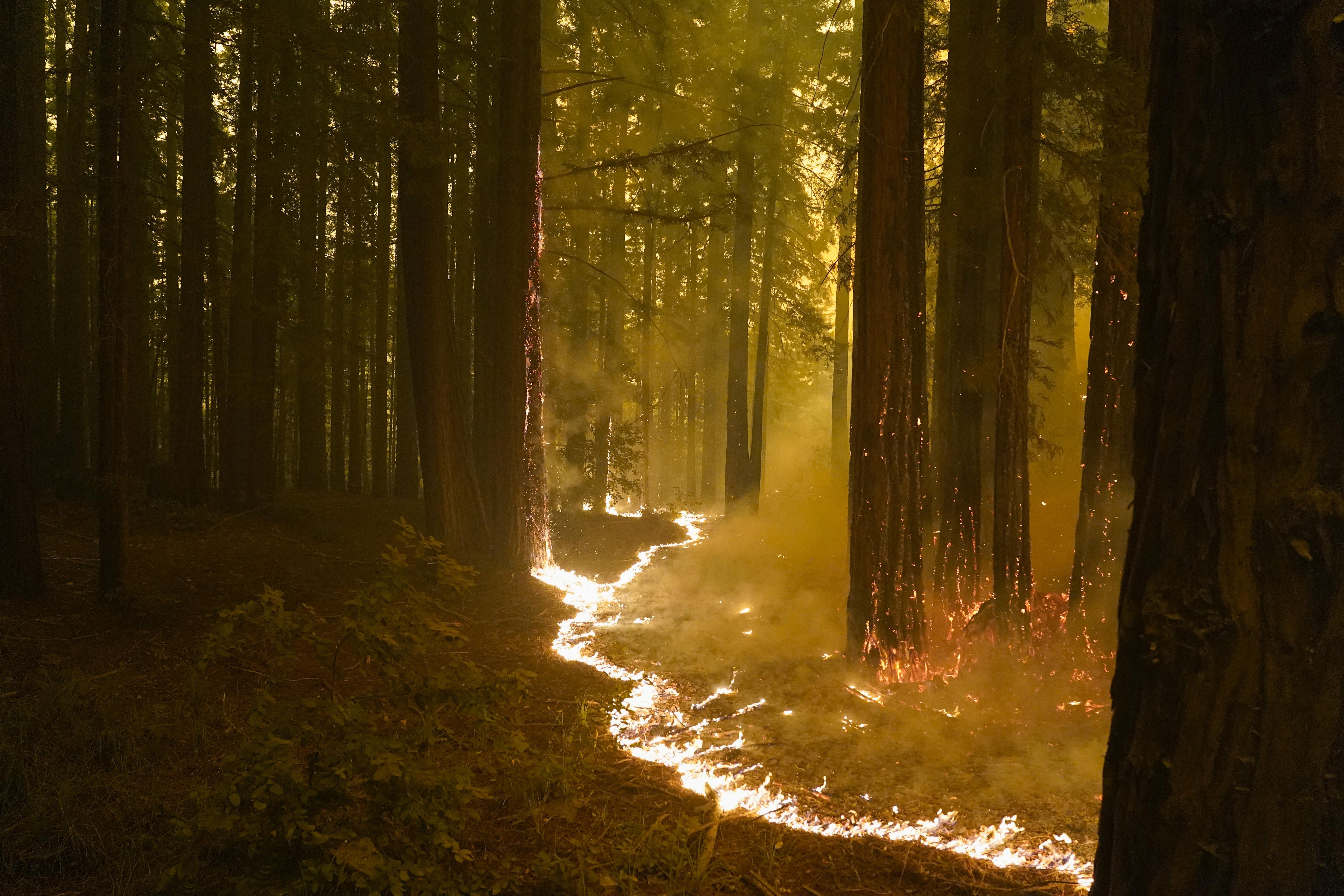 6000x4000 Big Basin Redwoods, California's oldest state park, devastated by CZU Lightning Complex; Fate of ancient trees unknown San Francisco