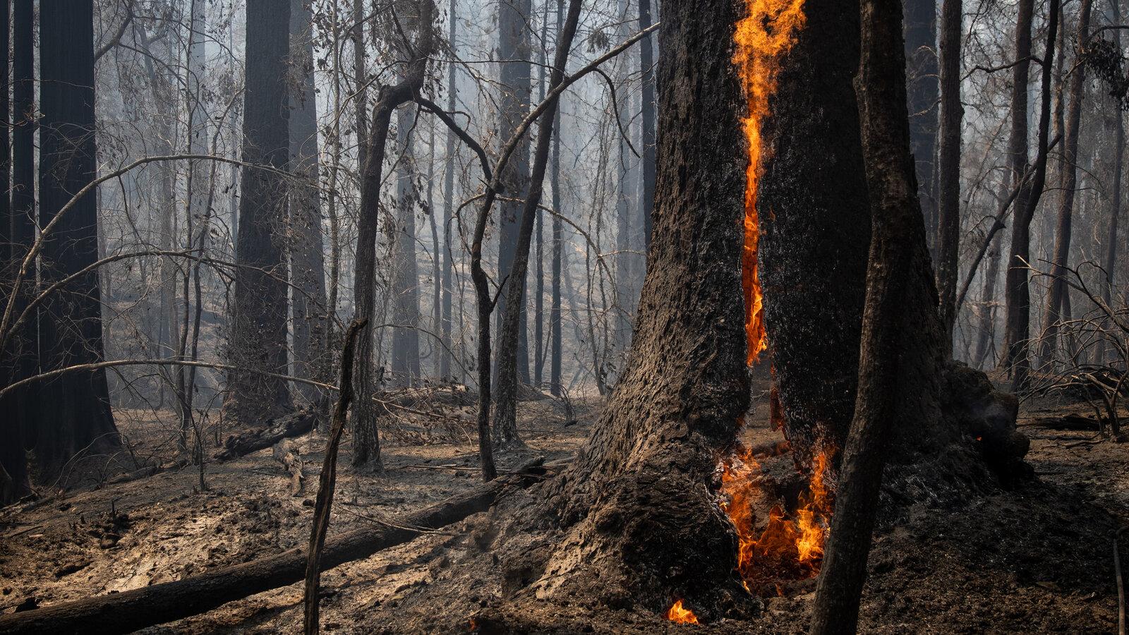 1600x900 Hundreds of Trees Burned at Big Basin Redwoods State Park