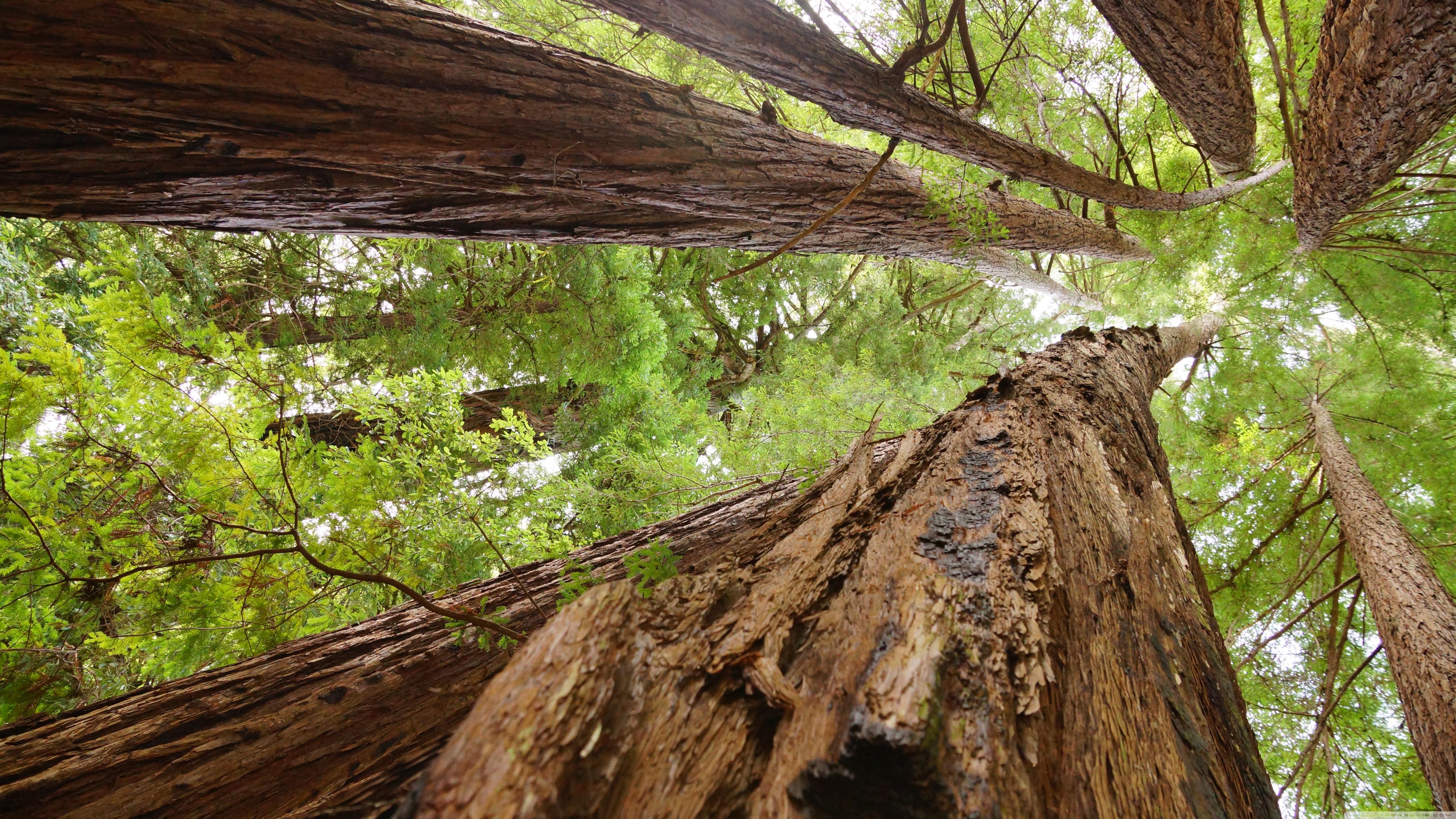5120x2880 Redwoods Ultra HD Desktop Background Wallpaper for 4K UHD TV : Widescreen & UltraWide Desktop & Laptop : Tablet