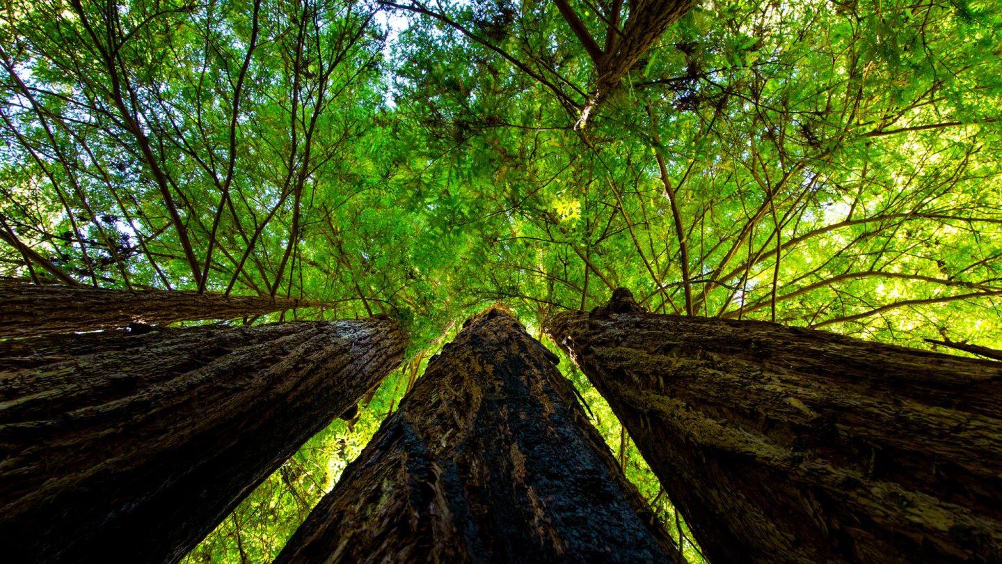 1440x810 of Santa Cruz County's Best Campgrounds