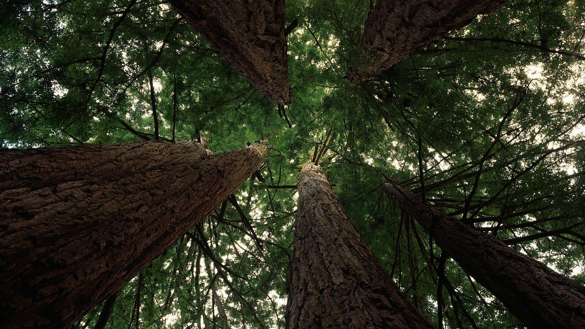 1920x1080 Santa Cruz California Wallpaper