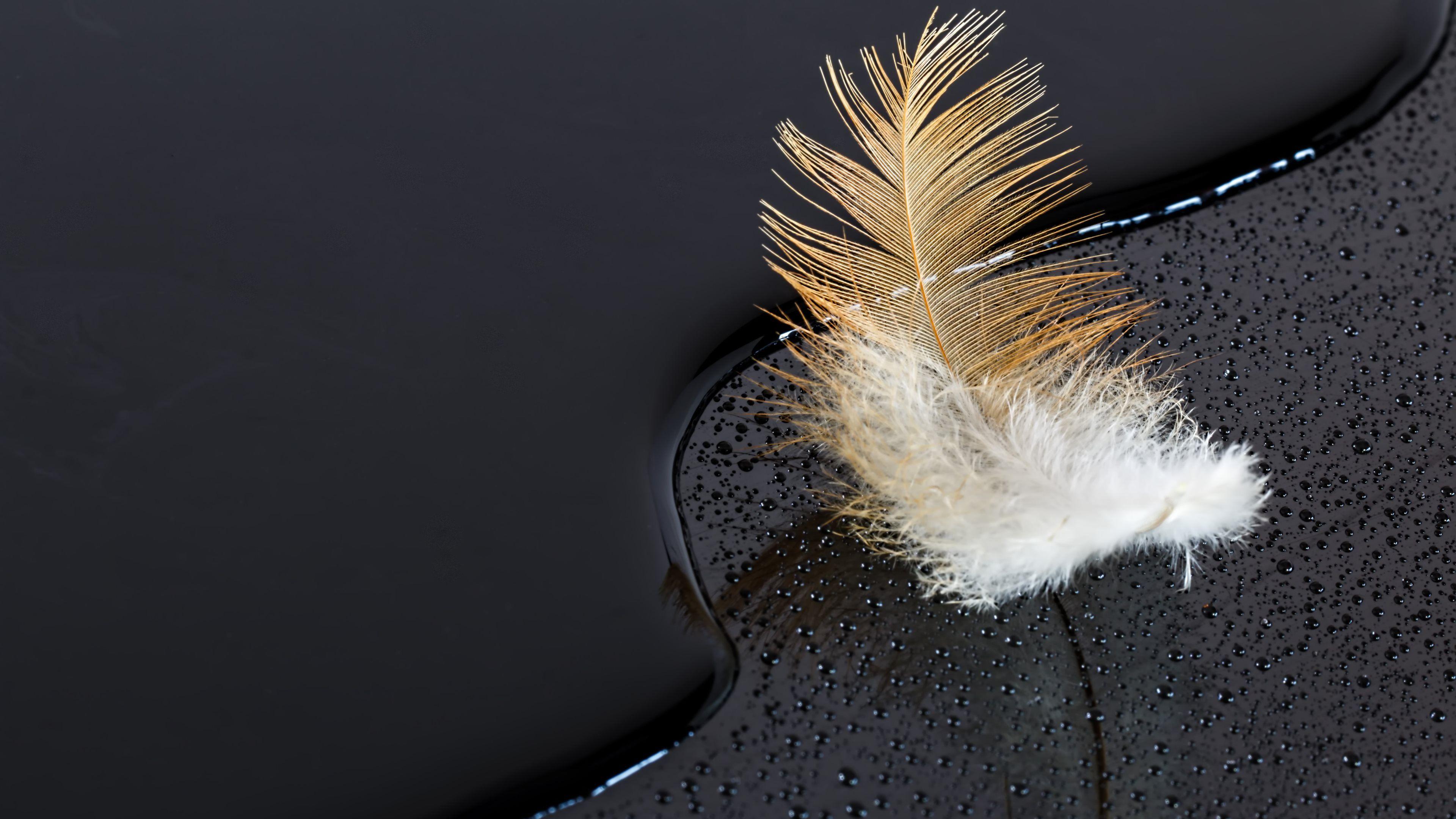 3840x2160 Feather on Water. Black Surface 4k Ultra HD Wallpaper. Background