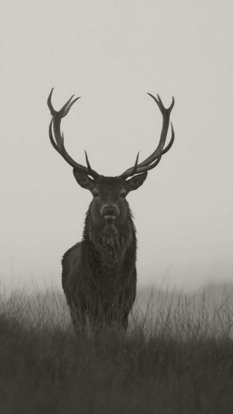 768x1365 Stag Aesthetic Dark High Resolution HD Wallpaper Collection