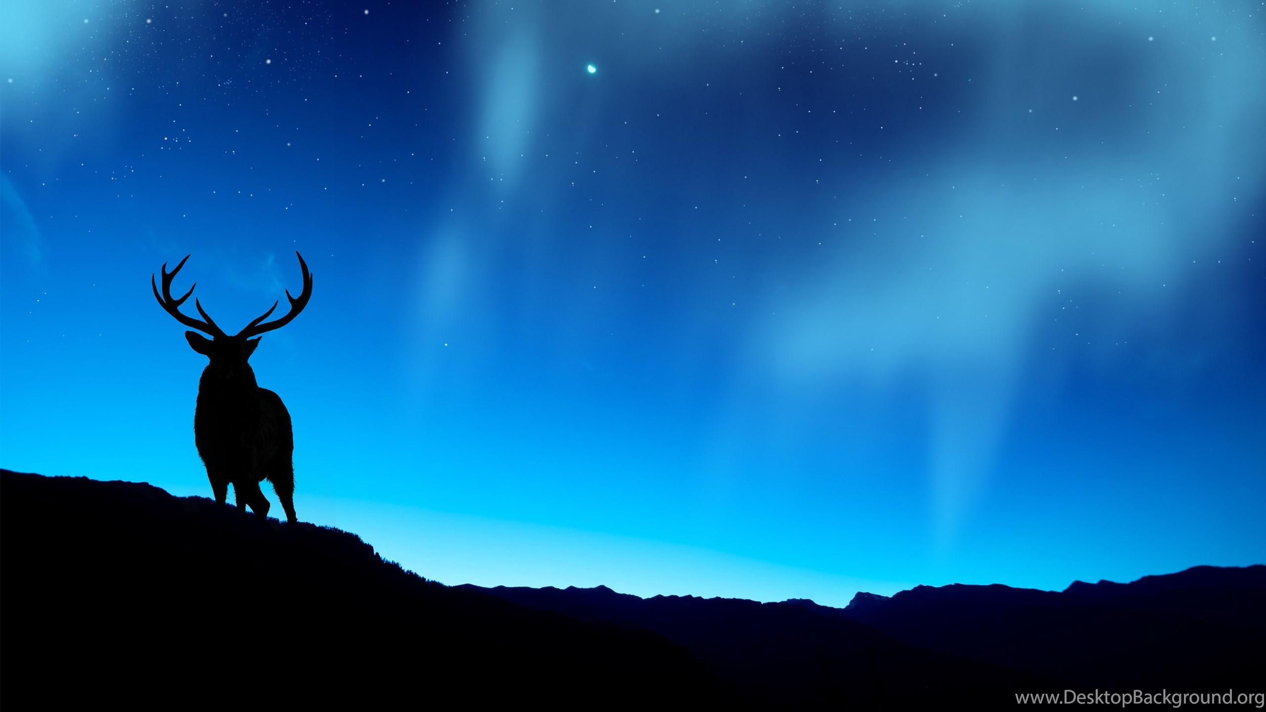 2560x1440 Deer And Northern Lights Computer Wallpaper, Desktop Background. Desktop Background