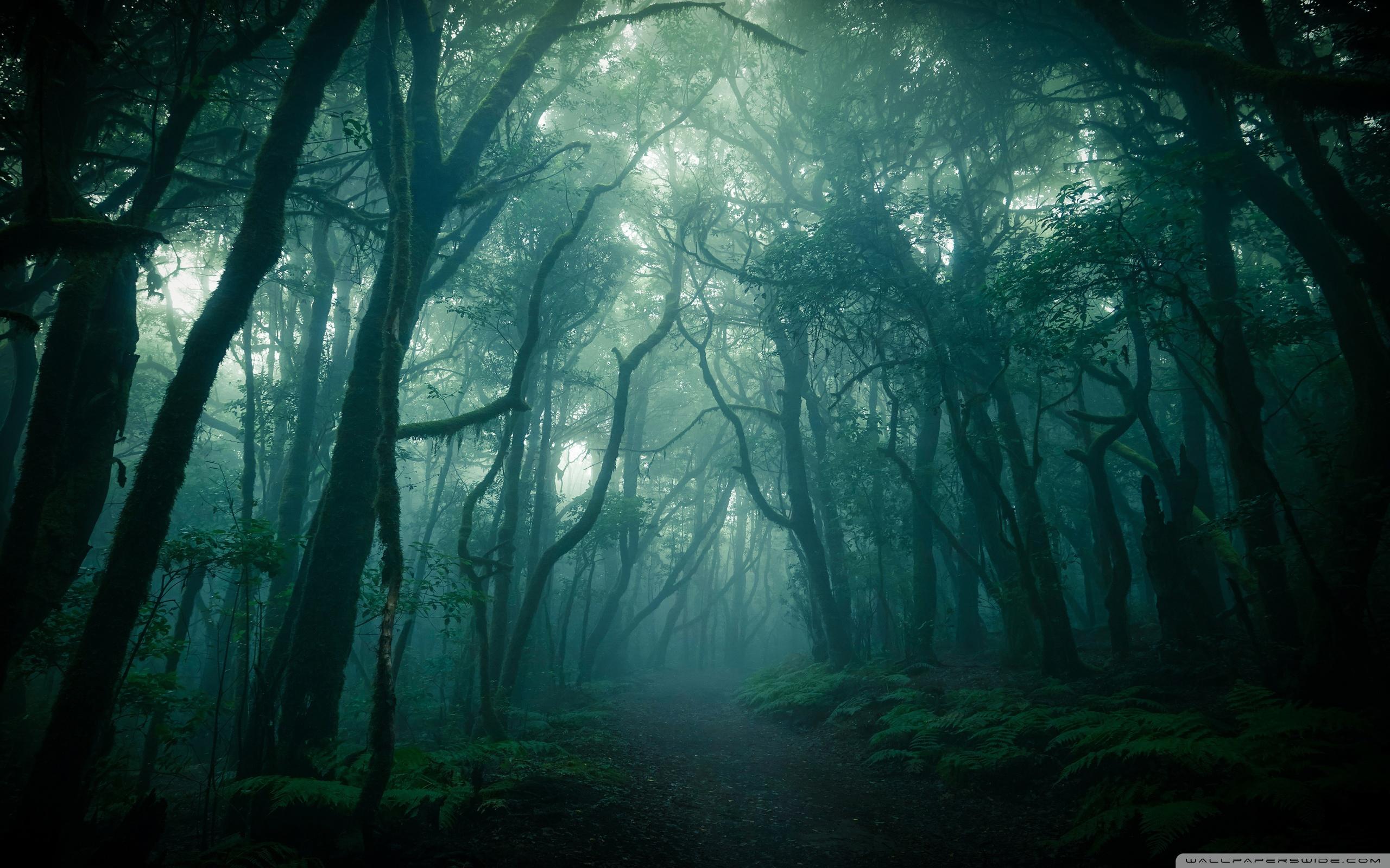 2560x1600 Dark Woods, Fog Ultra HD Desktop Background Wallpaper for 4K UHD TV : Widescreen & UltraWide Desktop & Laptop : Tablet