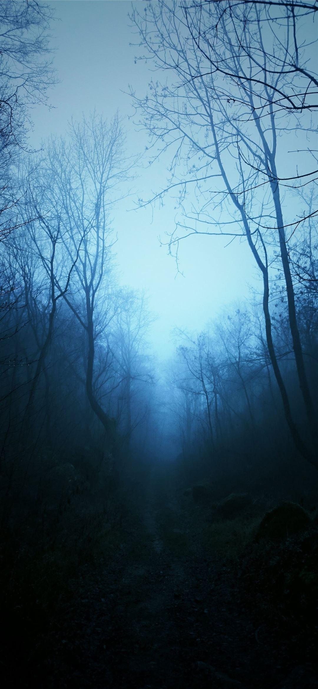 1080x2340 mist Nature Dark Blue Trees Tropical Forest Forest. iPhone Wallpaper Free Download