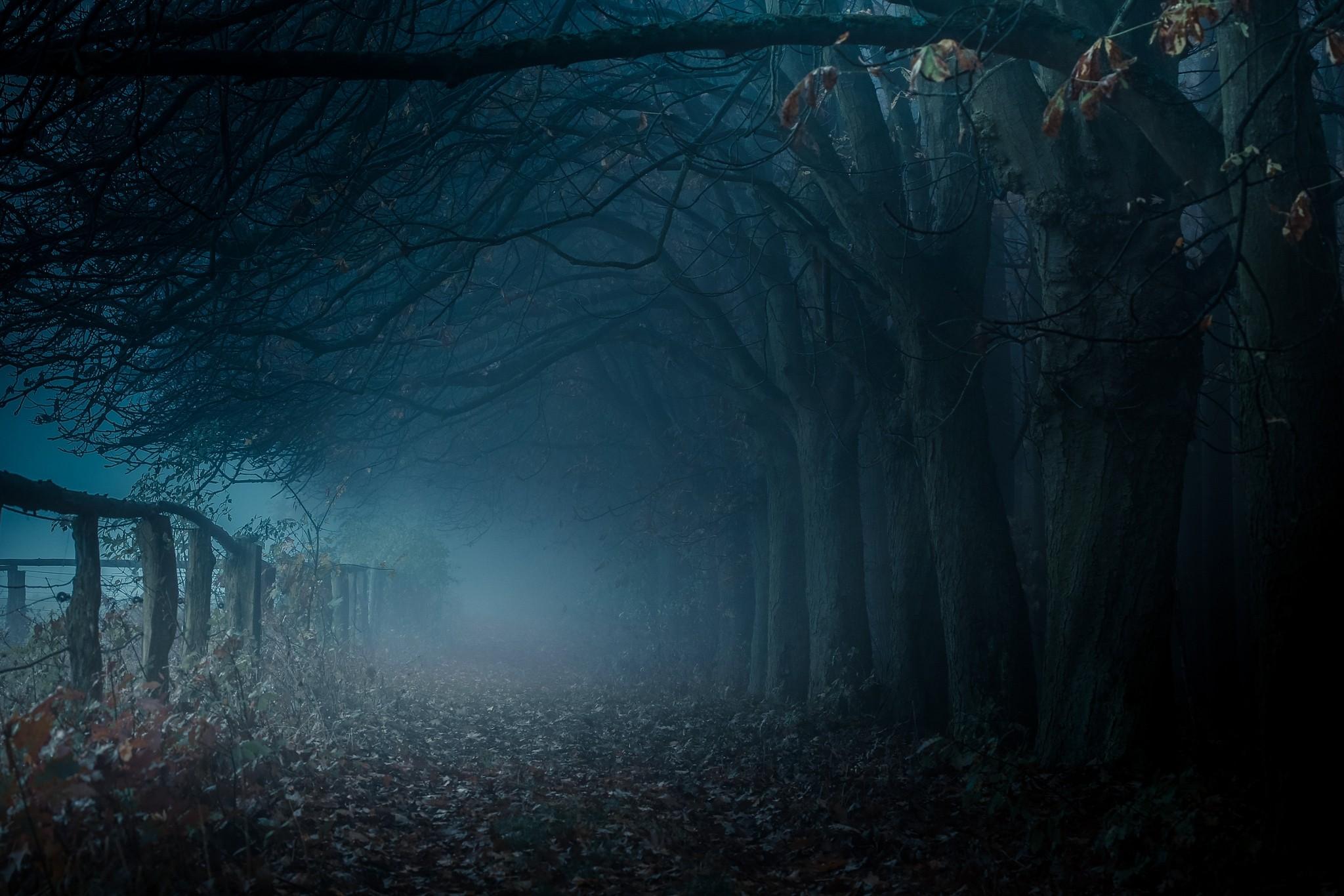 2048x1366 #leaves, #fall, #dark, #landscape, #mist, #atmosphere, #blue, #fence, #nature, #trees, #path, wallpaper. Mocah HD Wallpaper