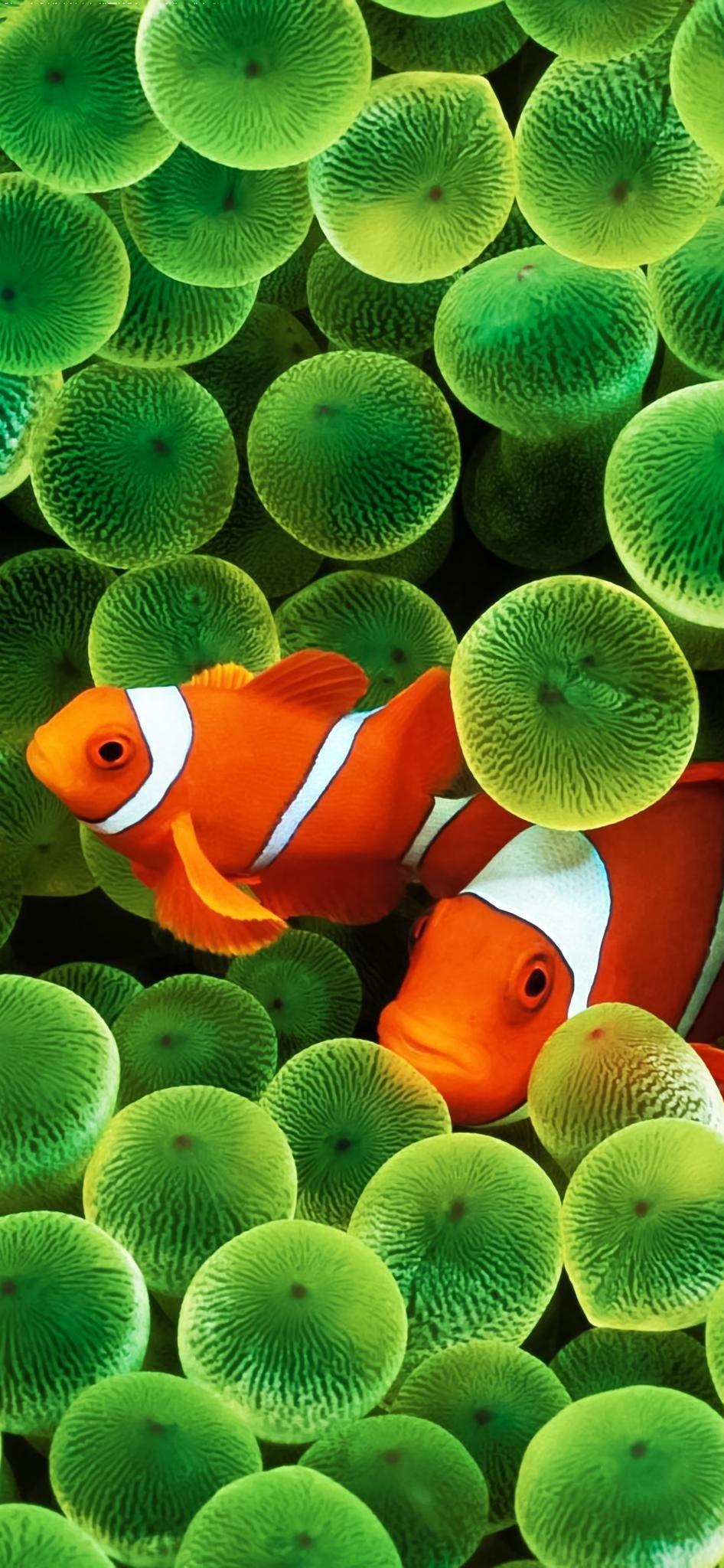 Classic Apple iPhone Wallpapers Top Free Classic Apple iPhone