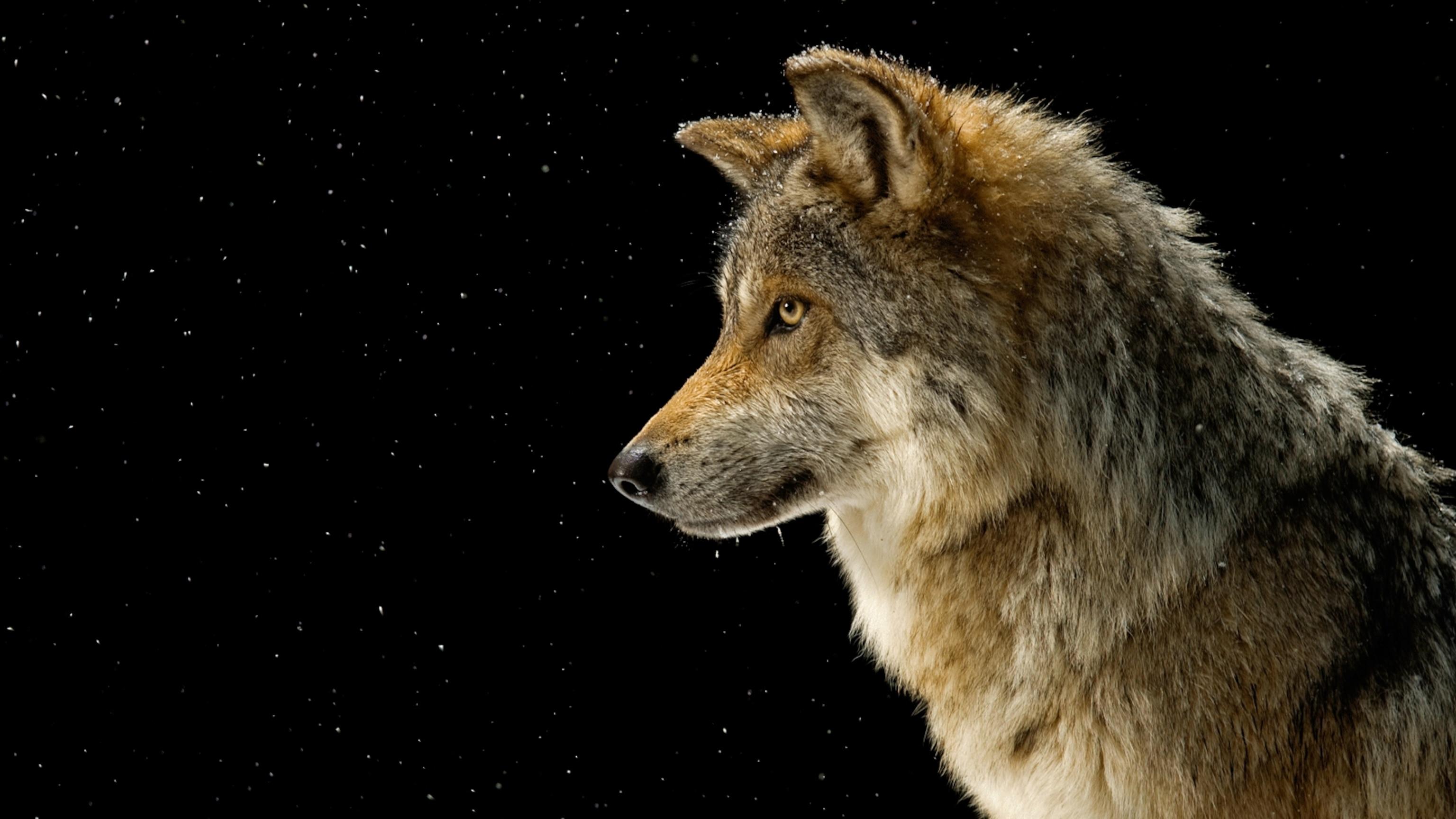 3072x1728 Gray Wolf, Facts