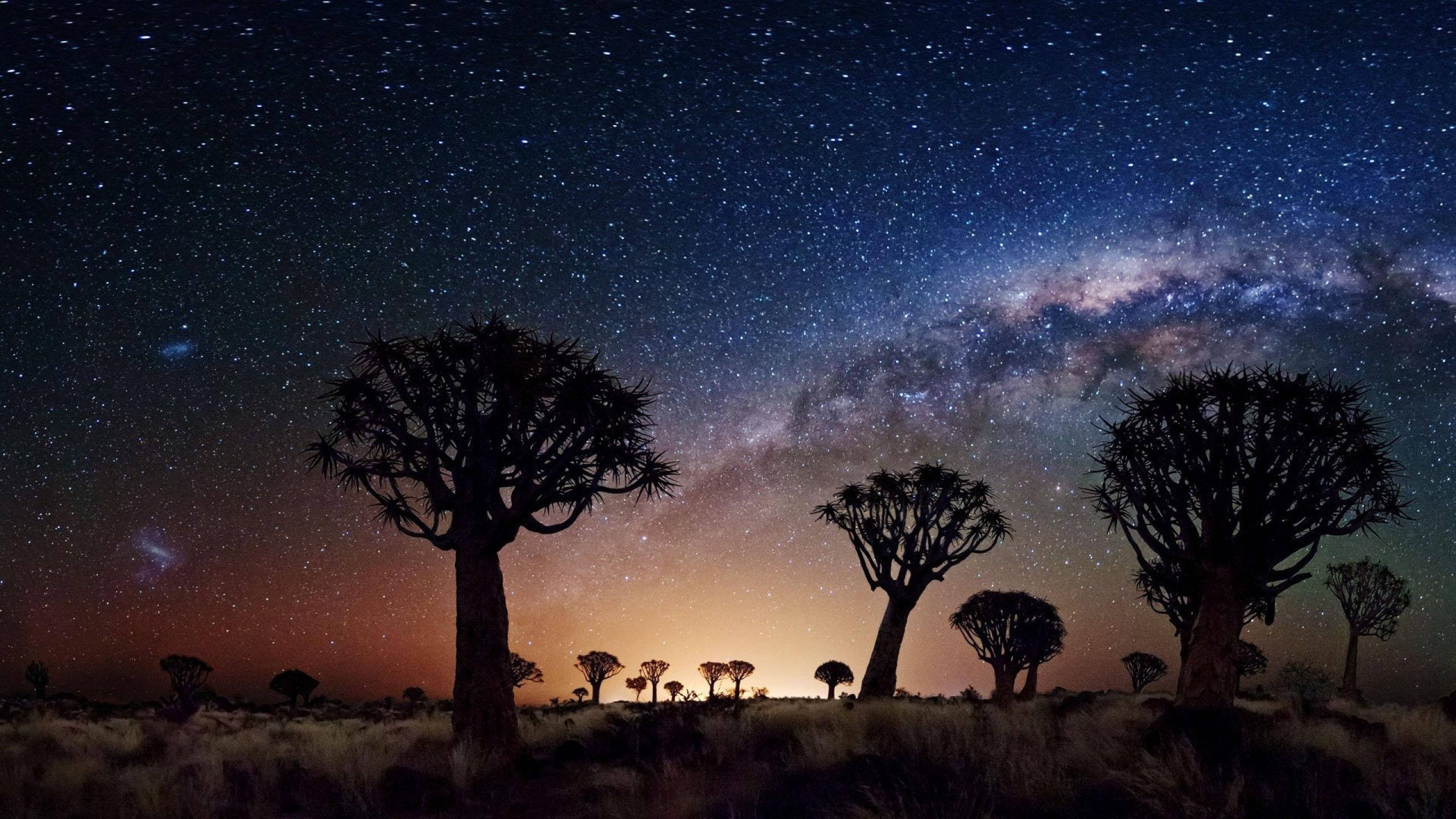 2560x1440 Night Landscape The Milky Way Trees Desert Area In Night Joshua Tree National Park United States Desktop HD Wallpaper 2560x1440 :