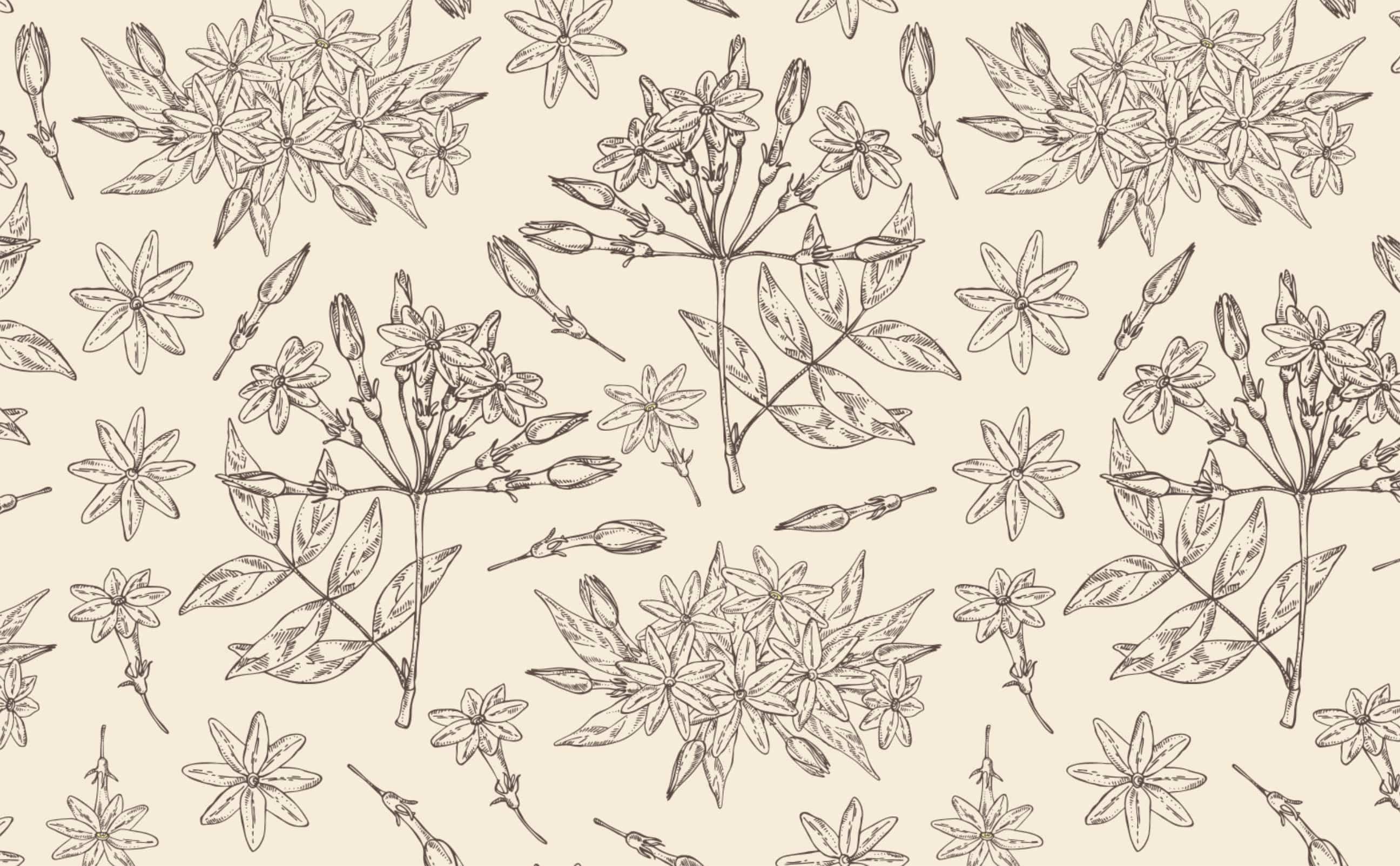 2592x1602 Tan sketch outline jasmine flower botanical plant illustrated Pattern Wallpaper for Walls