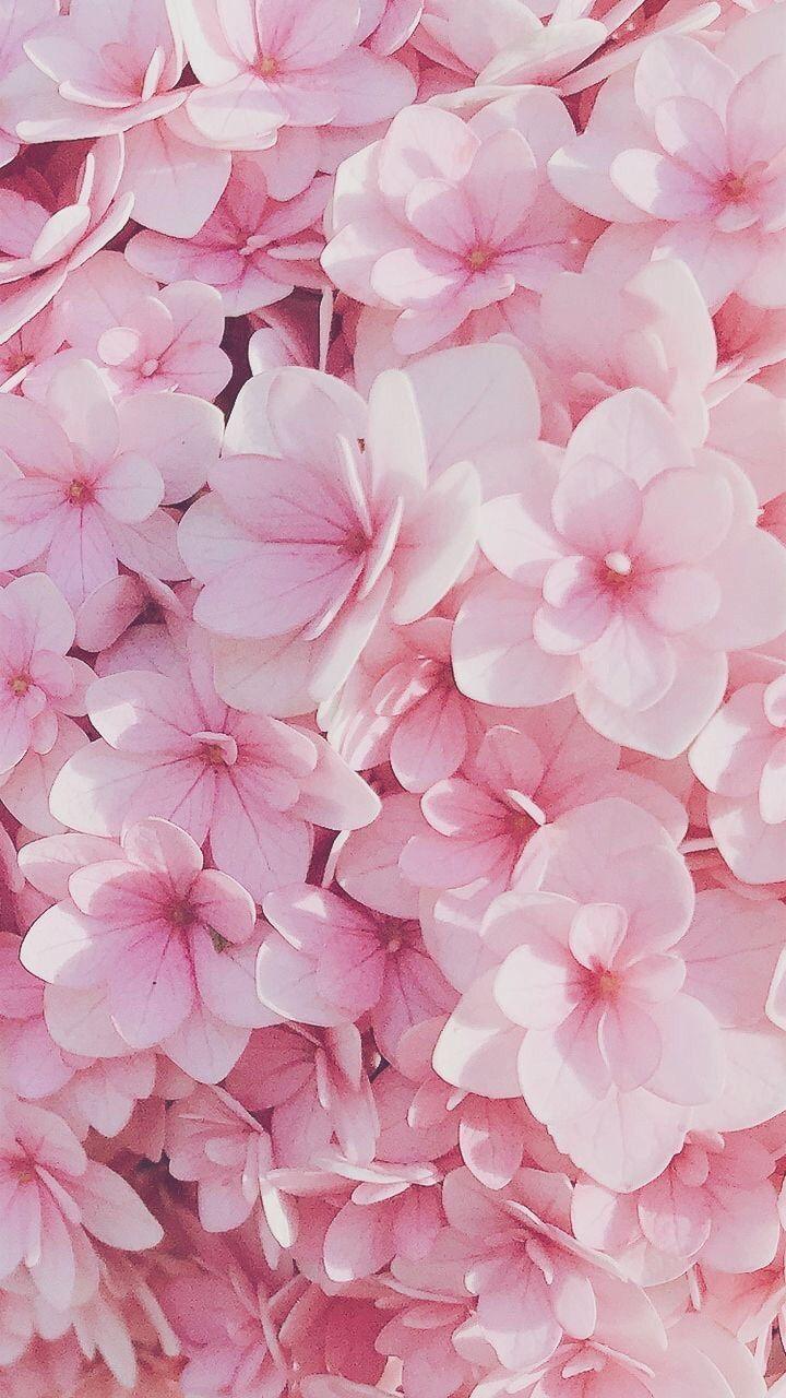 Hình nền điện thoại hoa đẹp màu hồng cho iPhone sẽ khiến bạn cảm thấy thật thư giãn và tươi mới mỗi khi nhìn vào màn hình. Đặc biệt, bức ảnh sẽ mang lại những trải nghiệm tuyệt vời nhất cho bạn khi sử dụng điện thoại của mình.