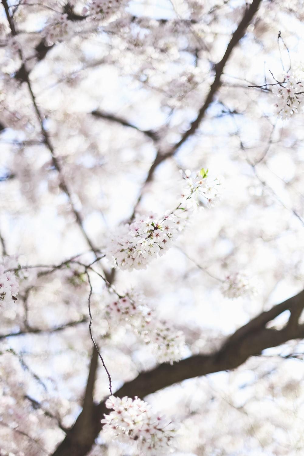 1000x1500 white cherry blossom tree during daytime photo