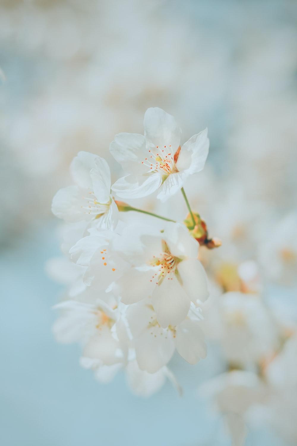 1000x1500 White Cherry Blossom Picture. Download Free Image
